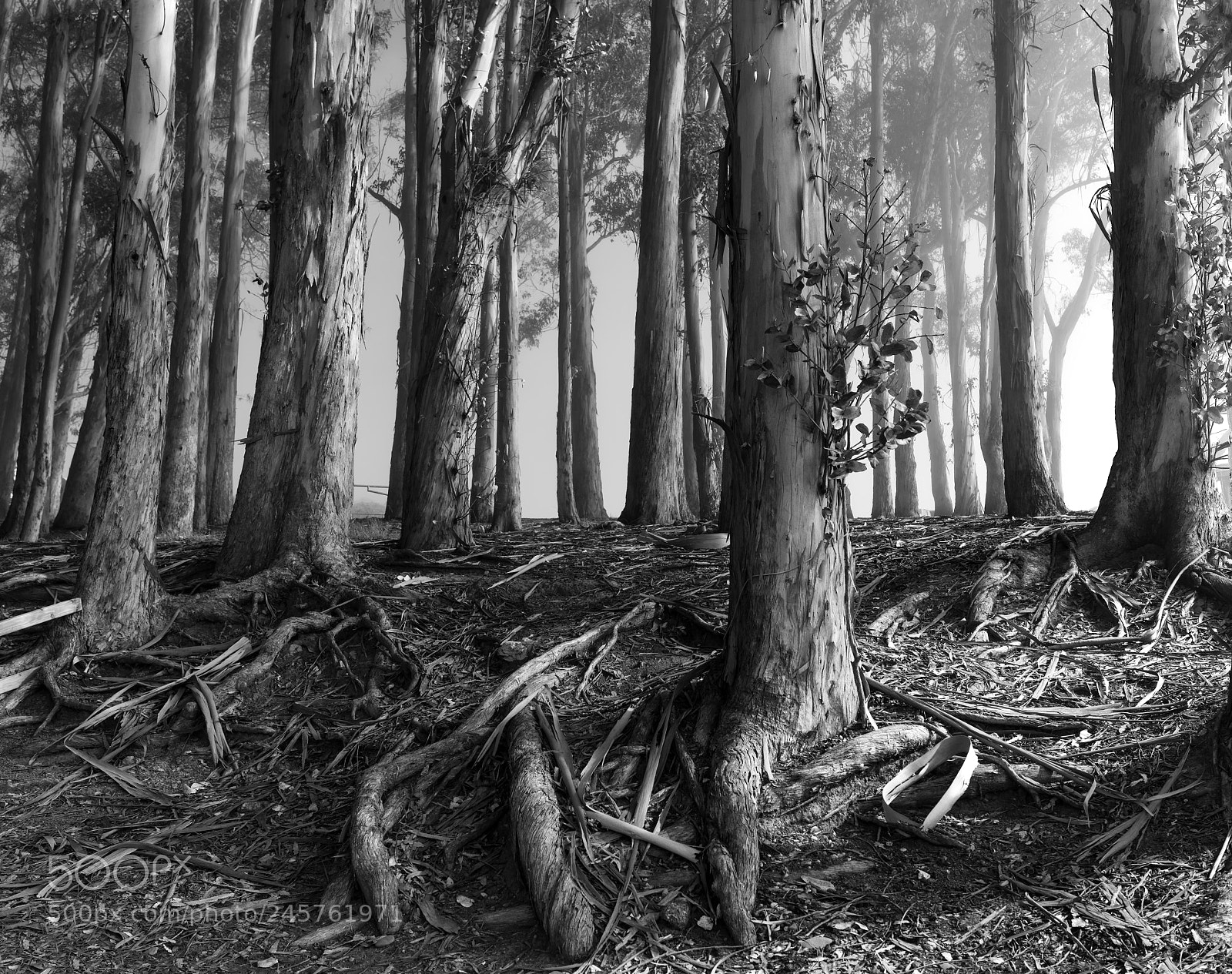 Sony a7R II sample photo. Eucalyptus grove photography