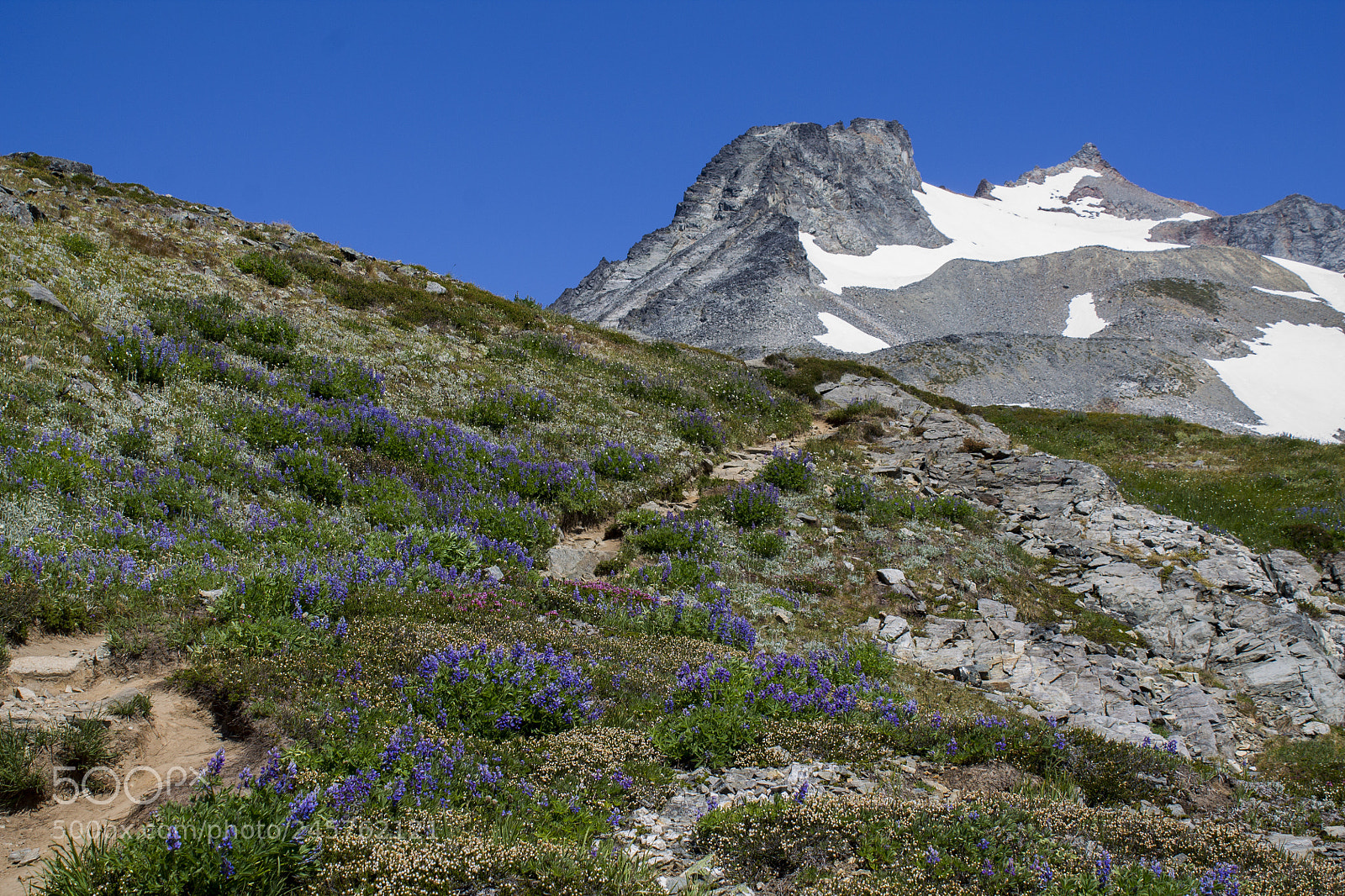 Canon EOS 1100D (EOS Rebel T3 / EOS Kiss X50) sample photo. Wildflower bonanza photography