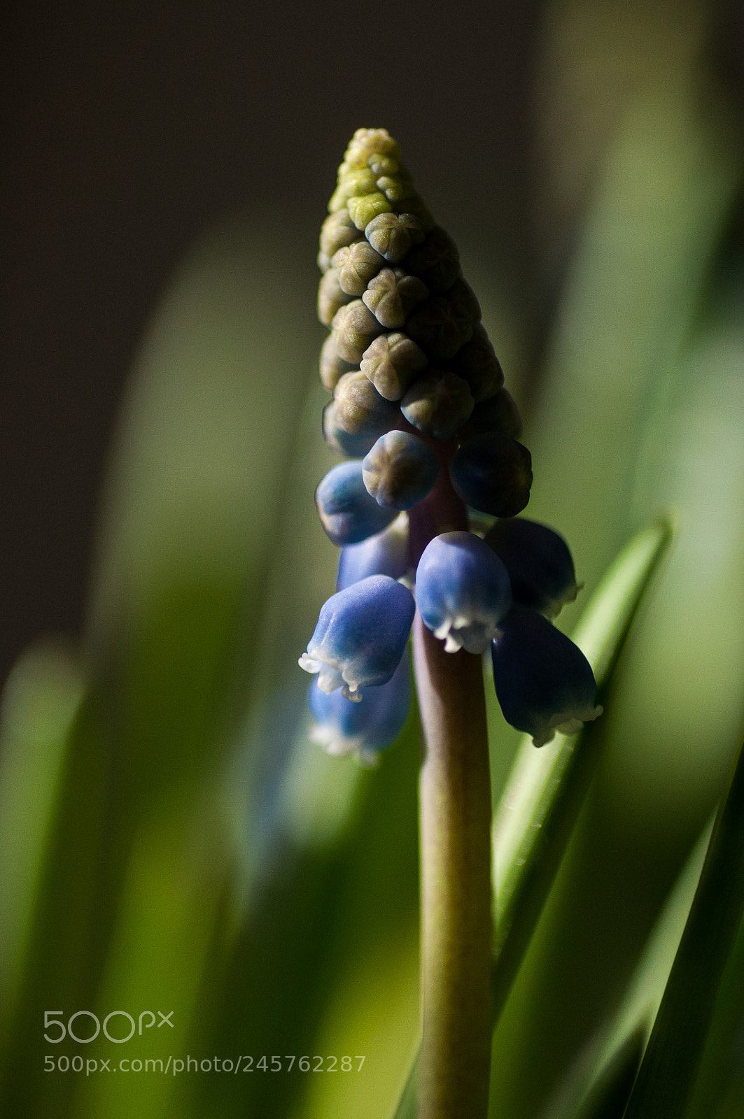 Nikon D90 sample photo. Muscari, blue photography