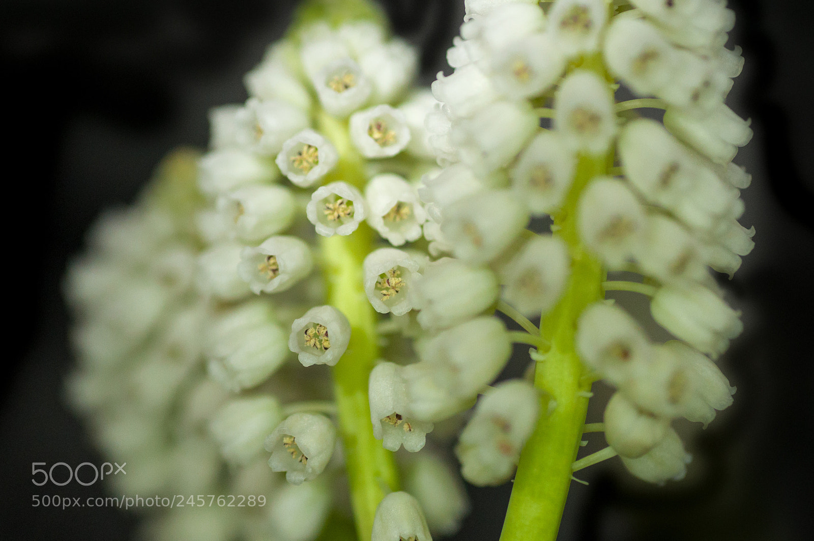 Nikon D90 sample photo. Muscari, white photography