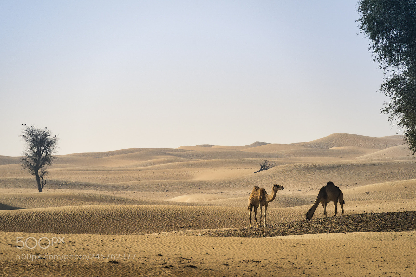 Sony a9 sample photo. Dubai 14 photography