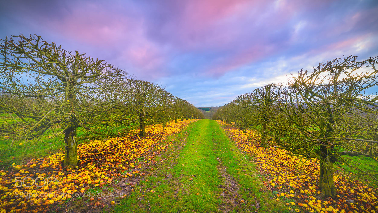 Nikon D810 sample photo. Boars head farm photography