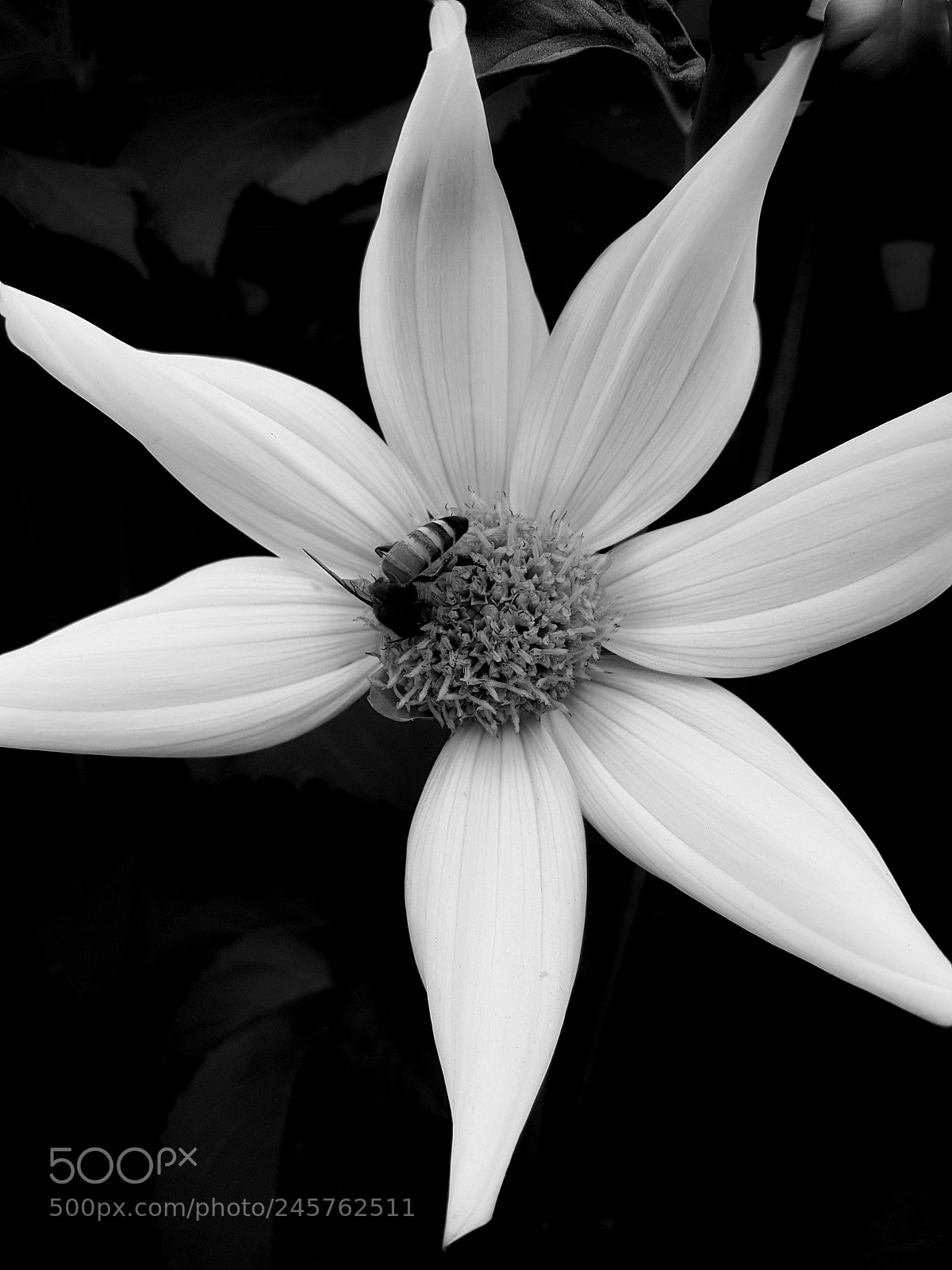 Samsung Galaxy S7 sample photo. Flower photography