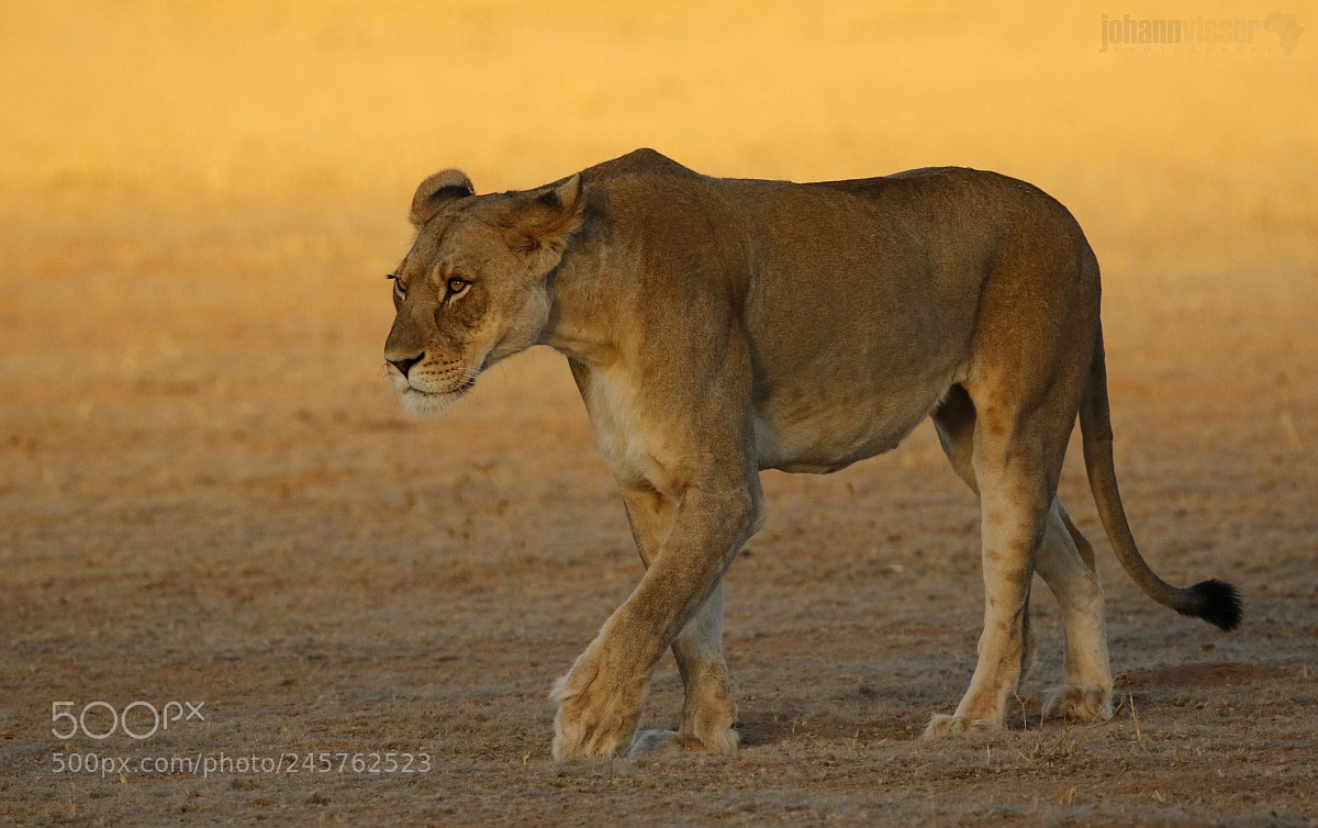 Canon EOS 7D Mark II sample photo. Predatory instinct photography