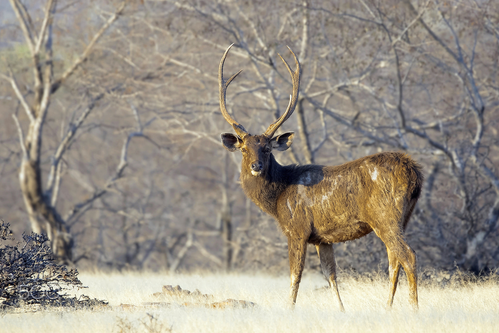 Canon EOS 7D Mark II sample photo. Sambar deer photography