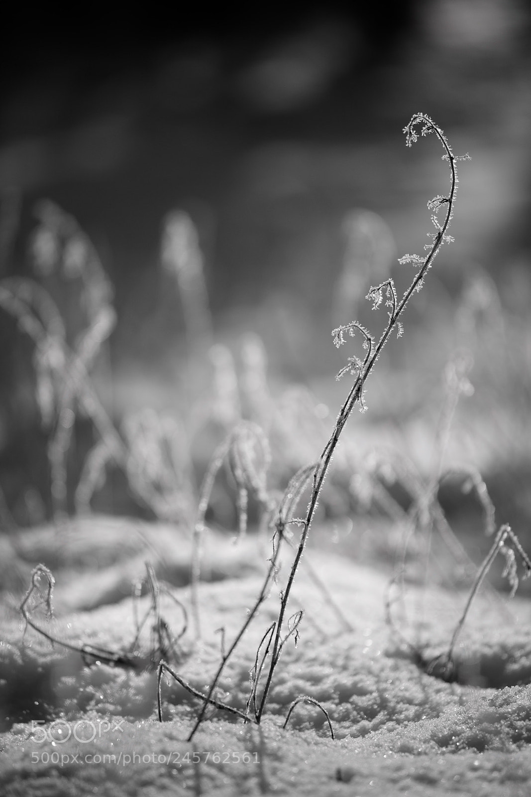 Nikon D5 sample photo. Winter frost photography