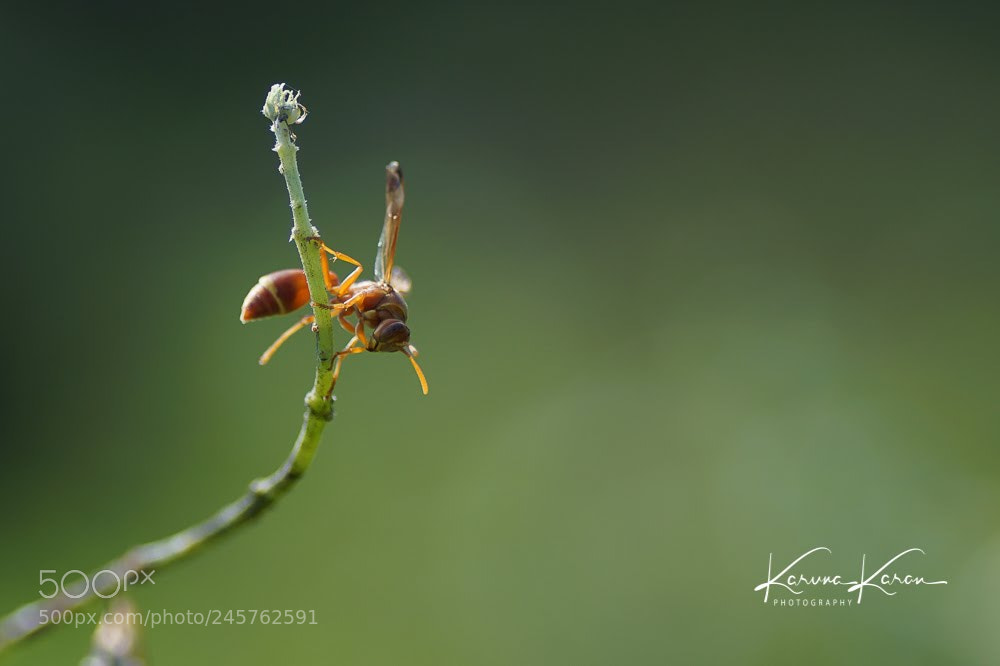 Sony a99 II sample photo. The wasp !! photography