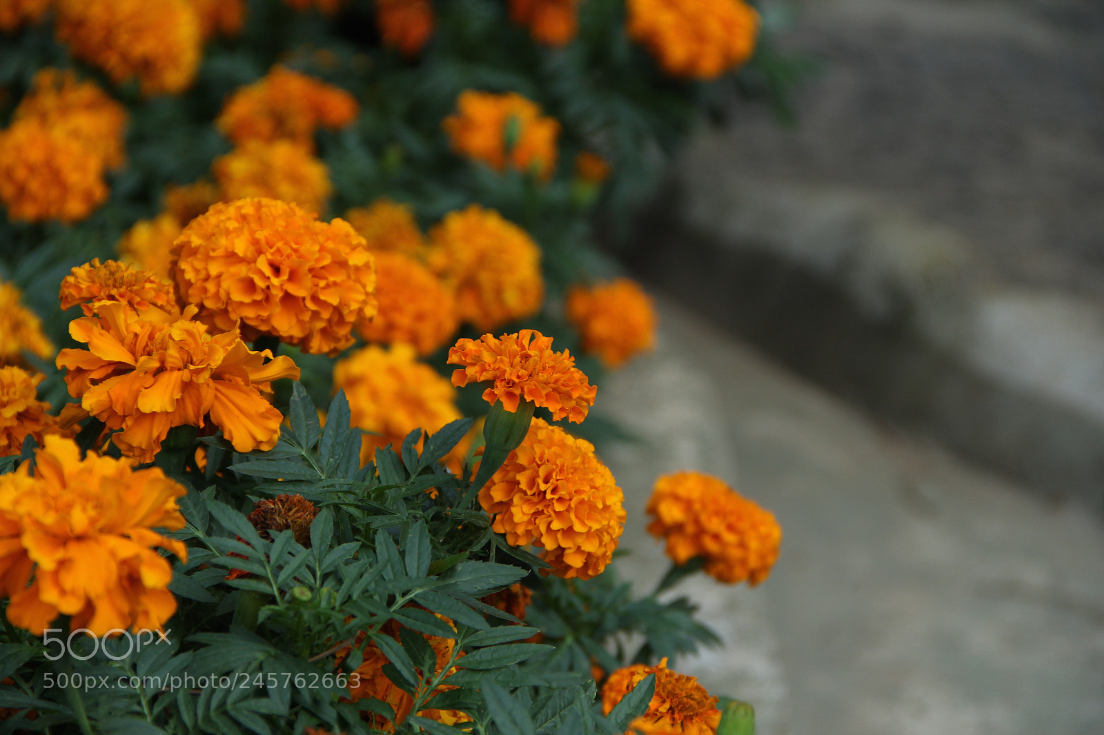 Canon EOS 60D sample photo. Orange photography