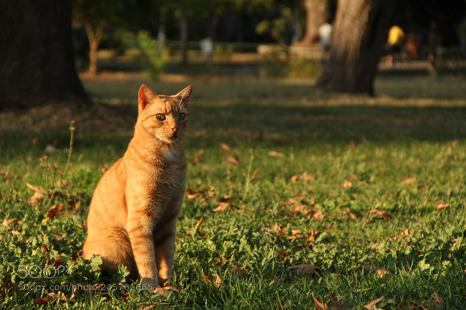 Canon EF-S 18-135mm F3.5-5.6 IS sample photo. Cat photography