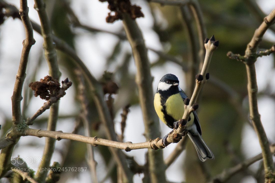 Canon EOS 7D Mark II sample photo. Tit photography