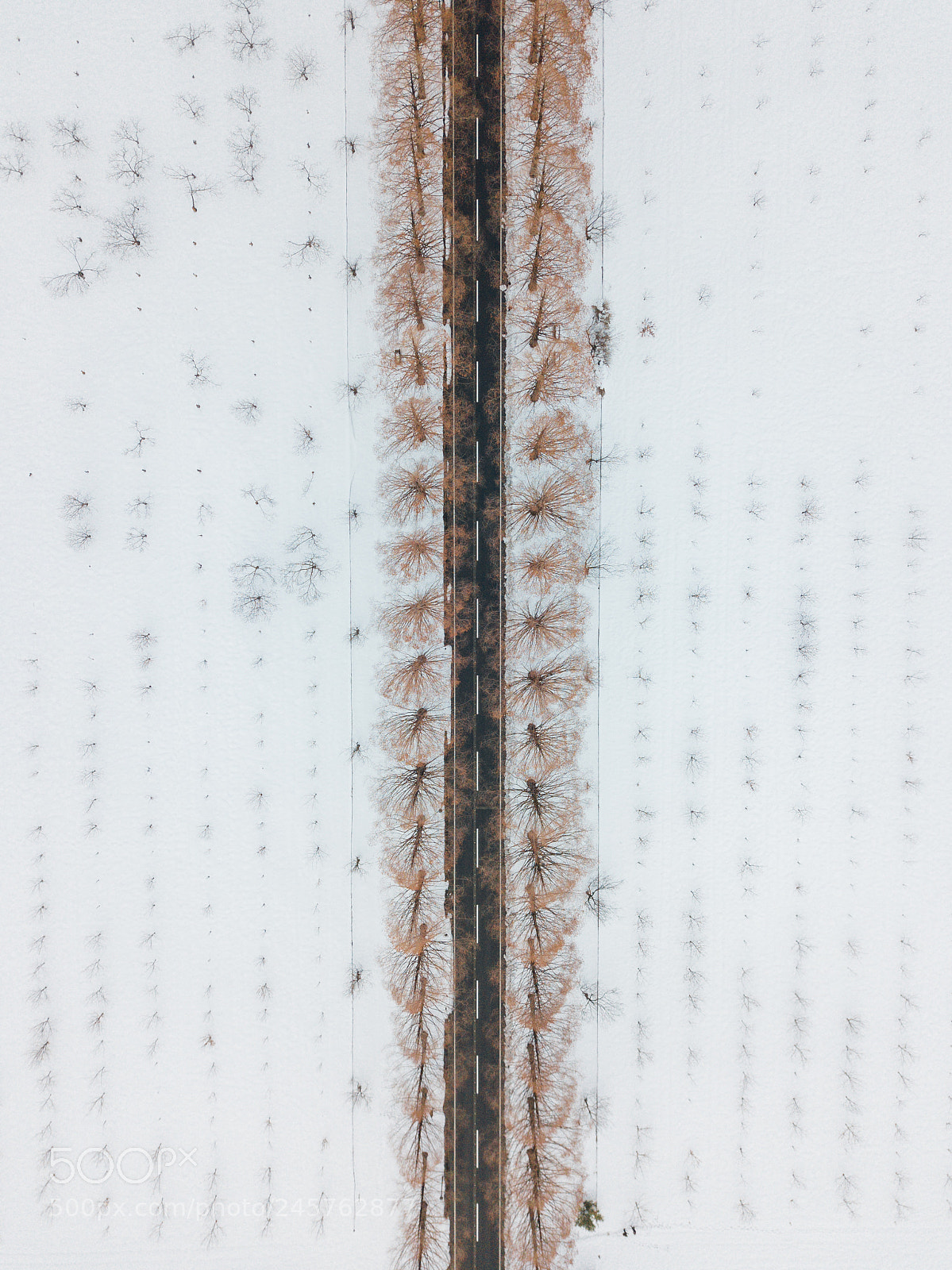 DJI FC220 sample photo. Metasequoia avenue photography