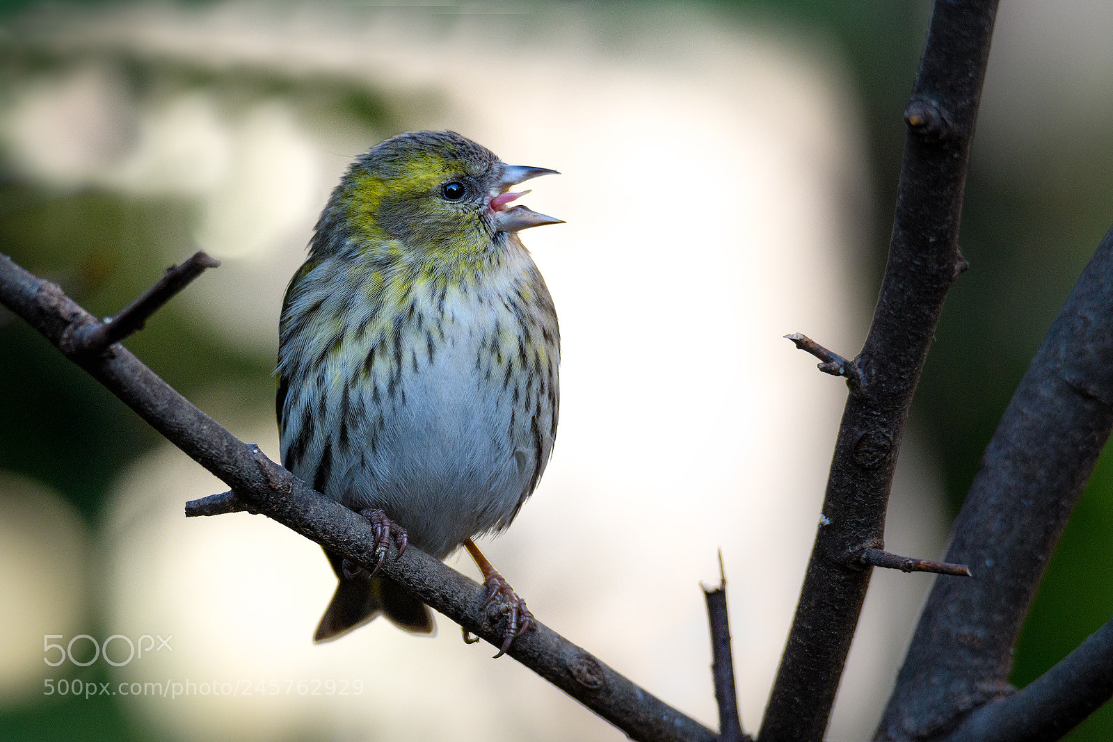 Nikon D500 sample photo. Singing siskin photography