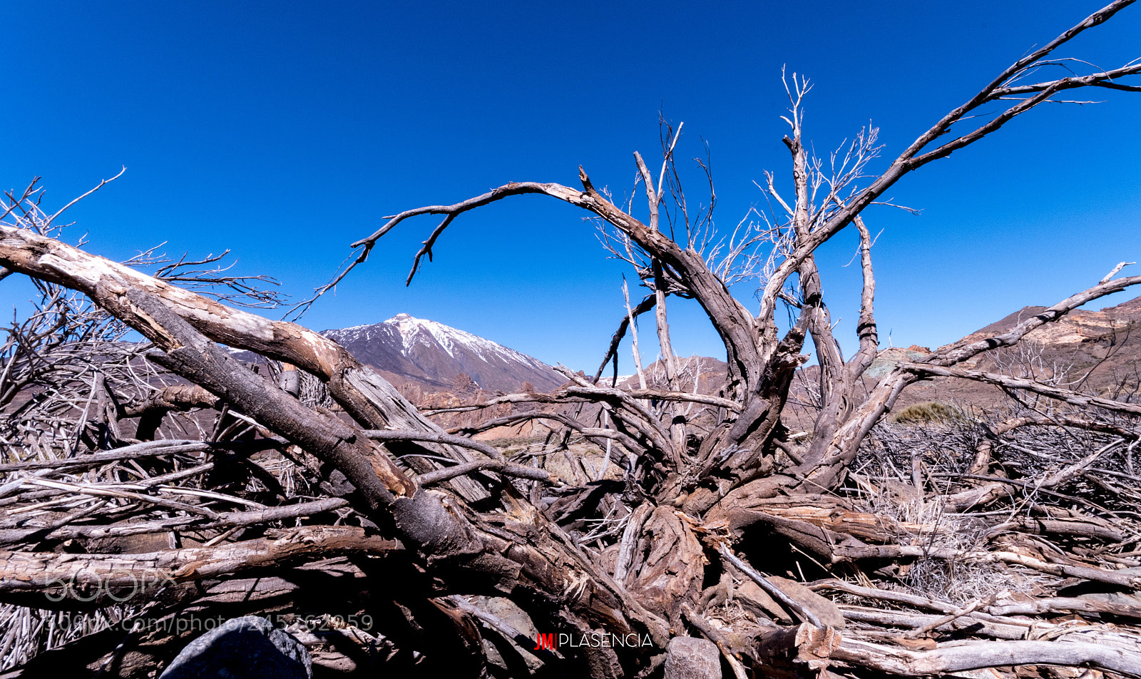 Nikon D7500 sample photo. Dry tree photography