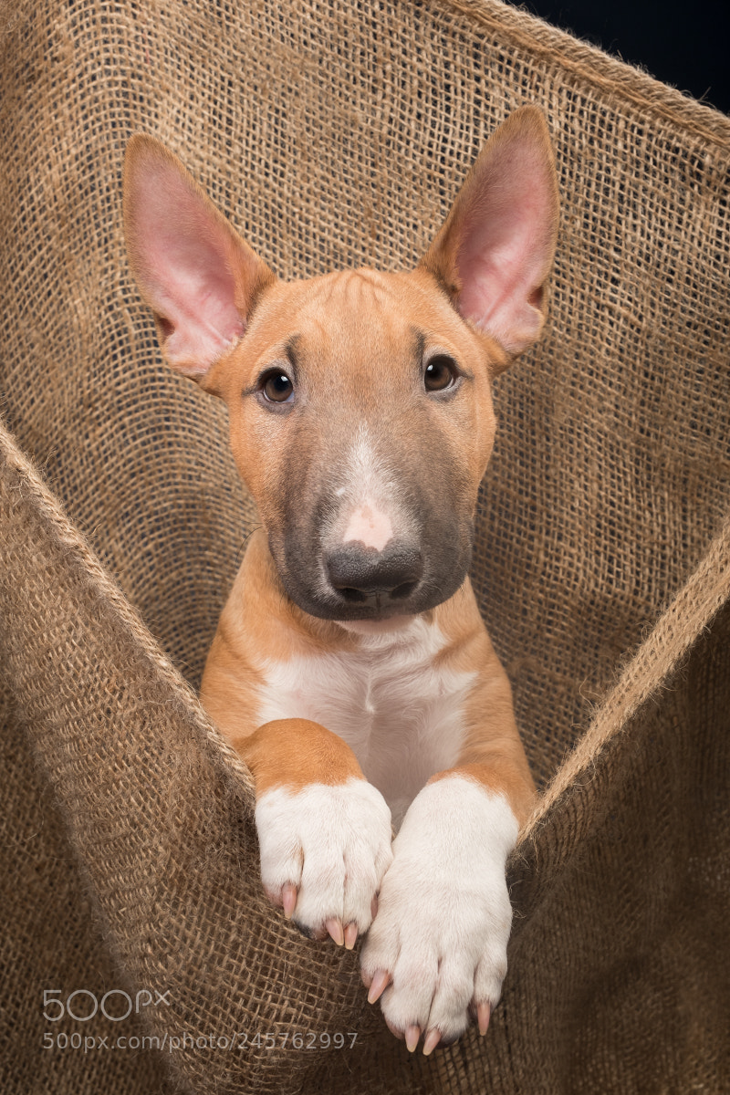 Fujifilm X-T2 sample photo. Hang in there, puppy photography