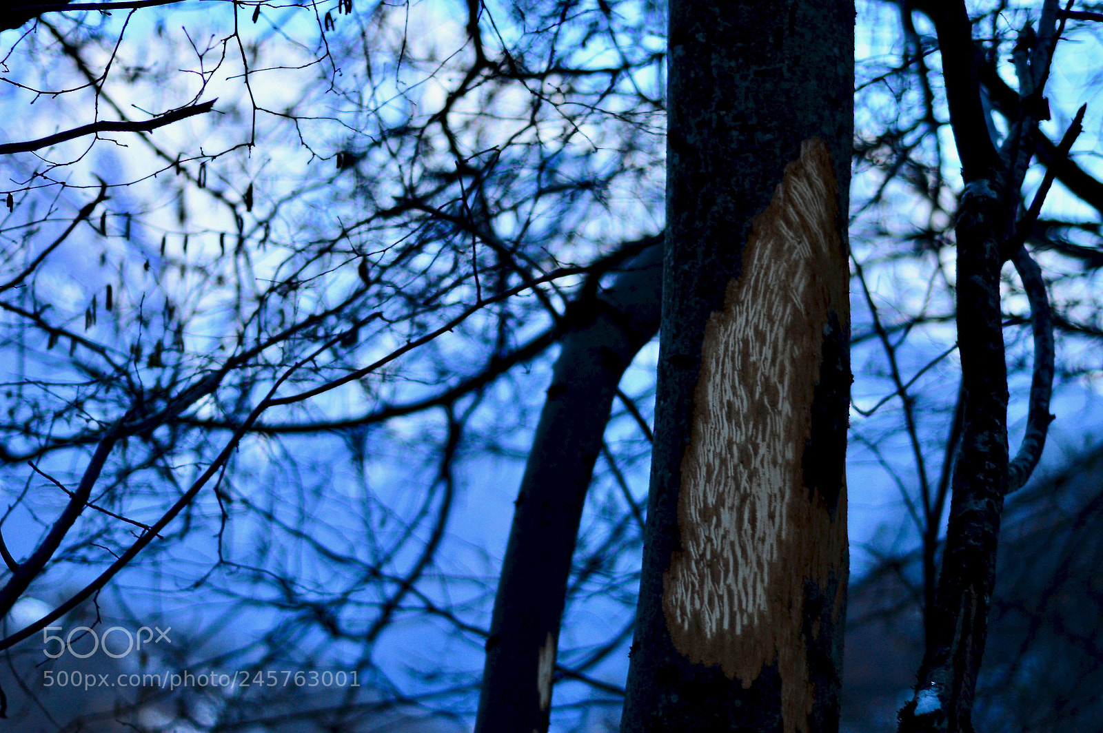 Nikon D3200 sample photo. Winter photography