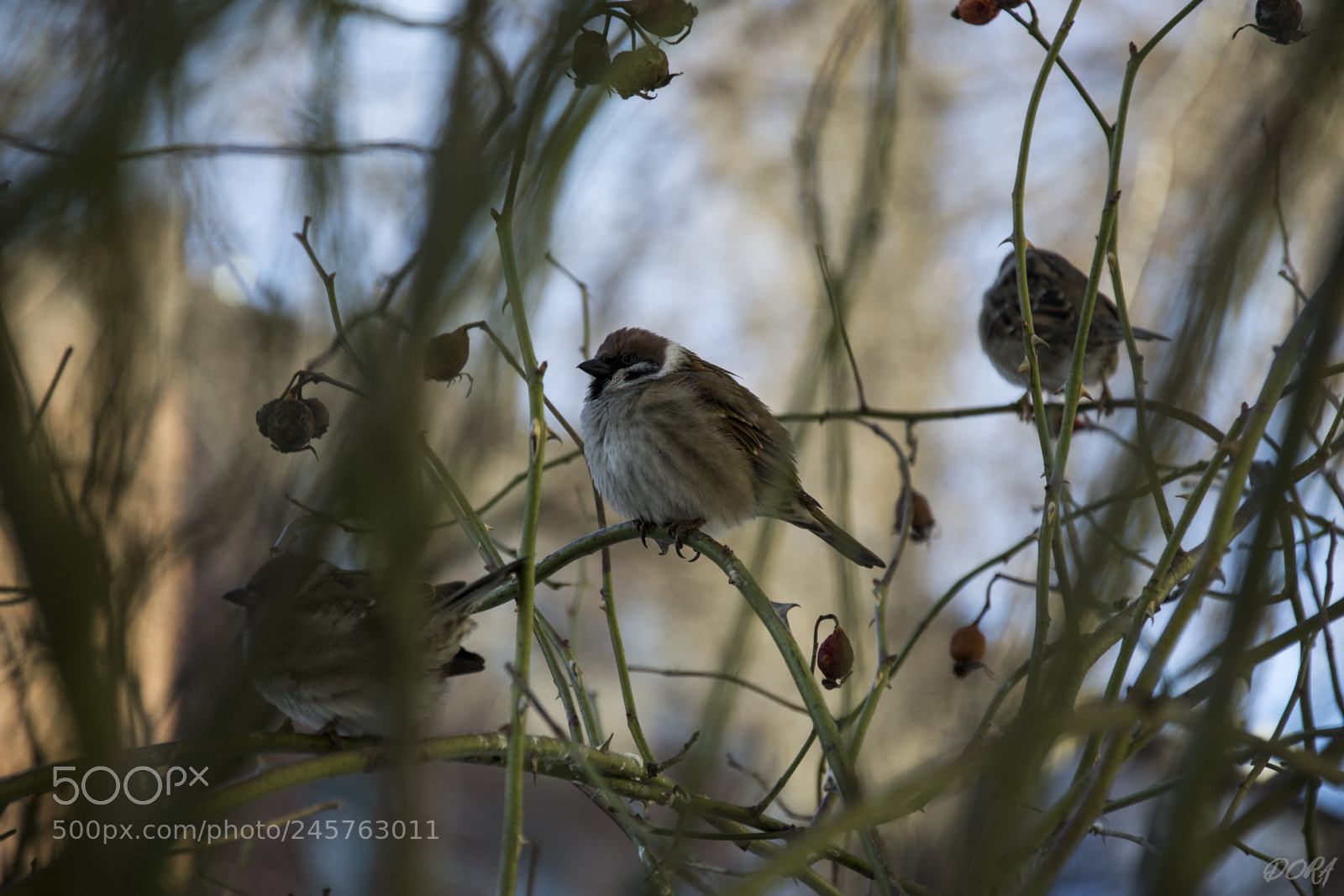 Nikon D3100 sample photo. Bird photography