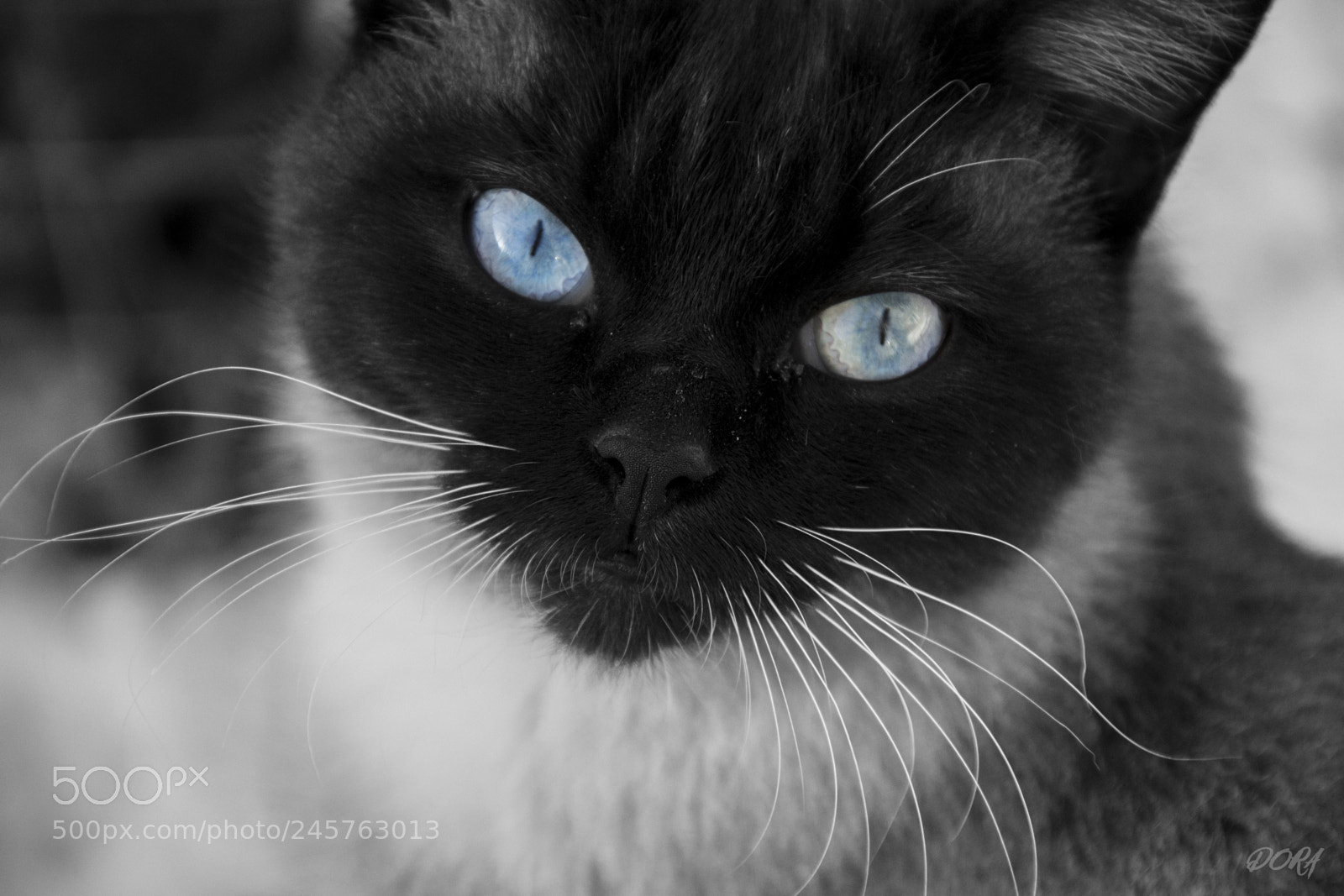 Nikon D3100 sample photo. Cat photography