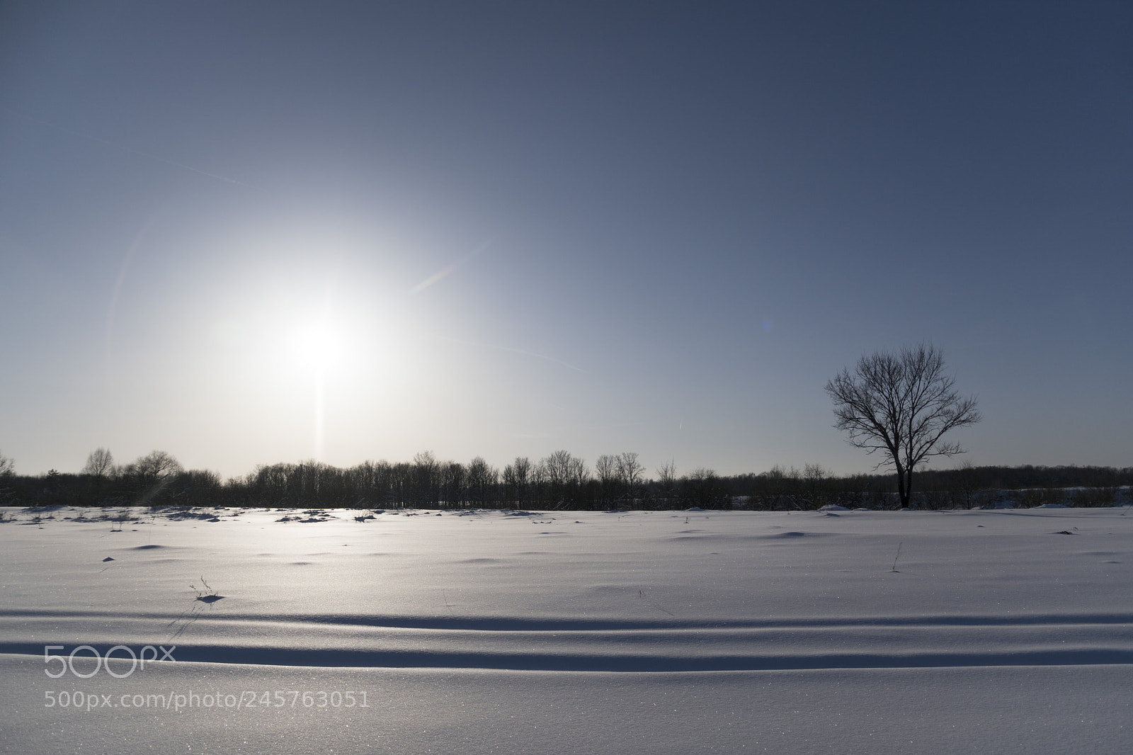 Sony ILCA-77M2 sample photo. Sun, snow, tree photography