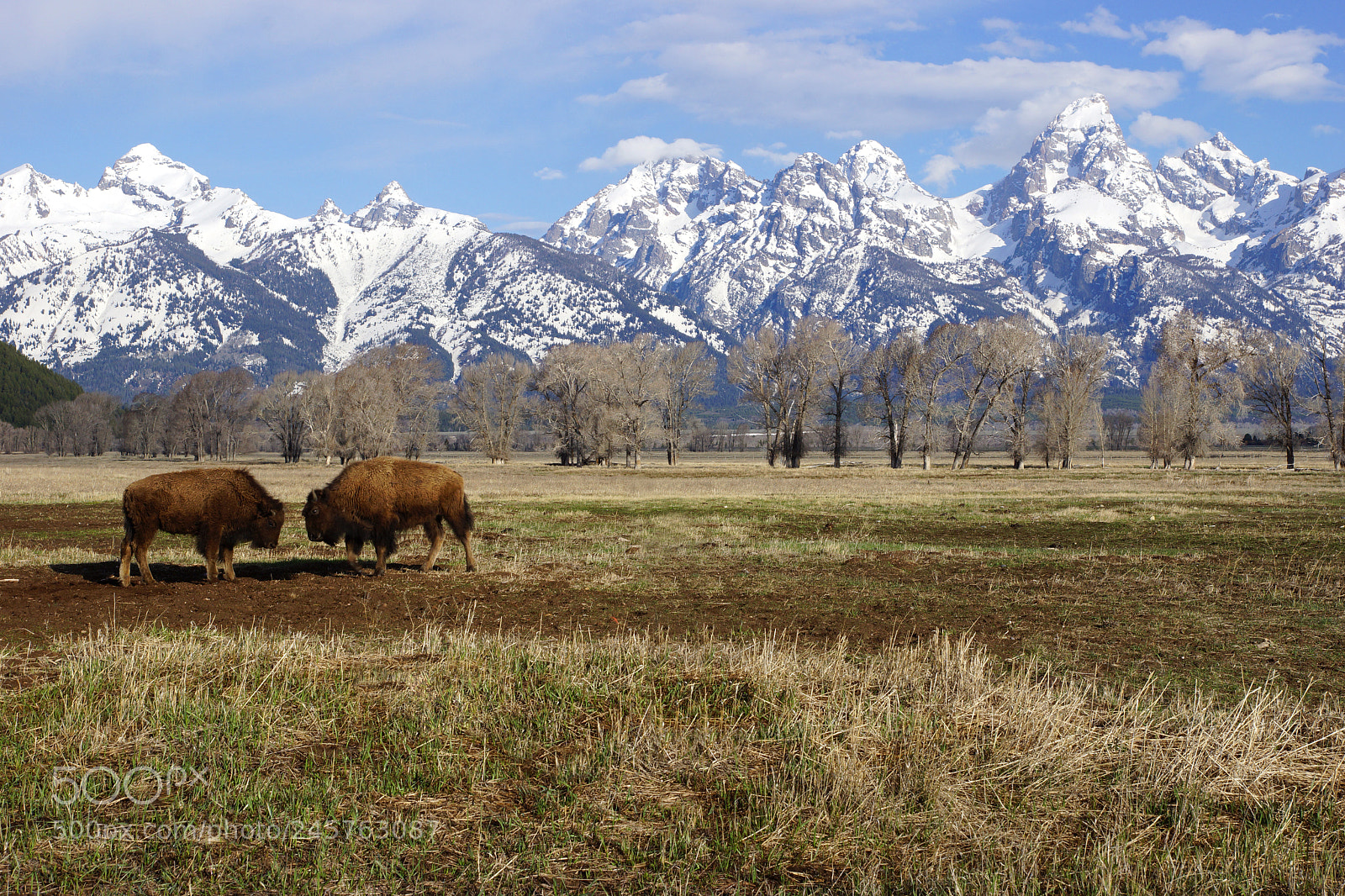 Sony SLT-A65 (SLT-A65V) sample photo. Buffalos fighting @grandteton. photography
