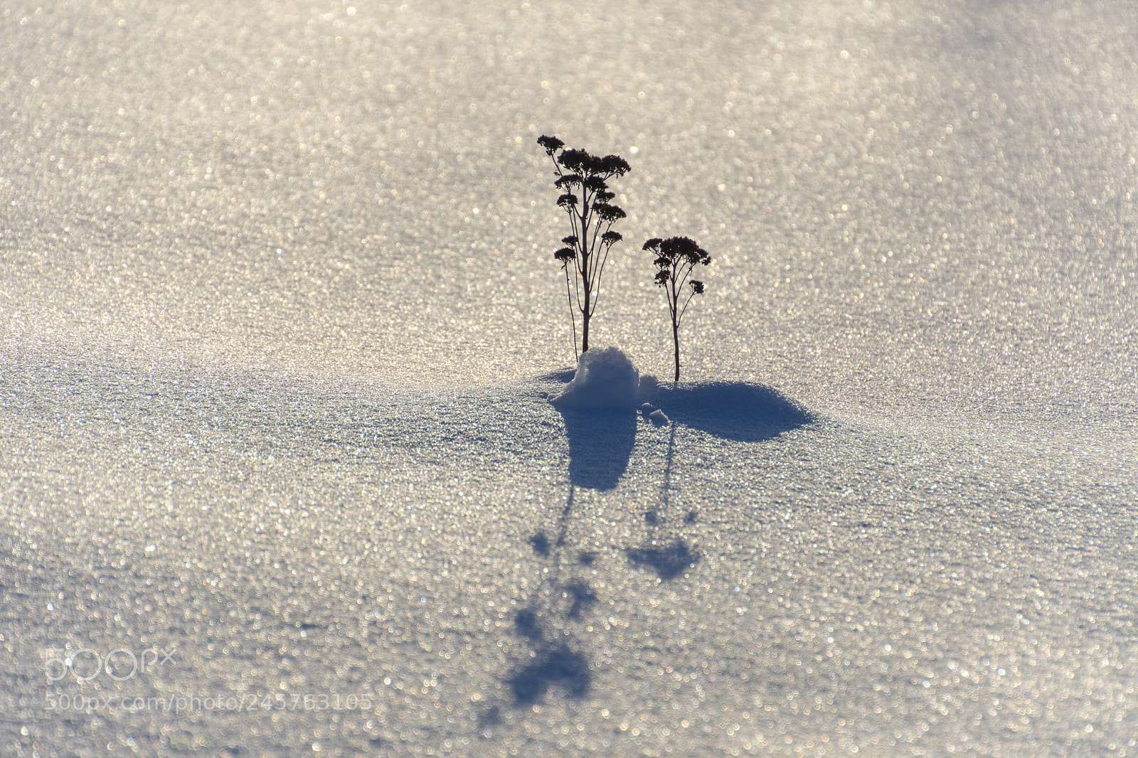 Sony ILCA-77M2 sample photo. Snow palm tree photography