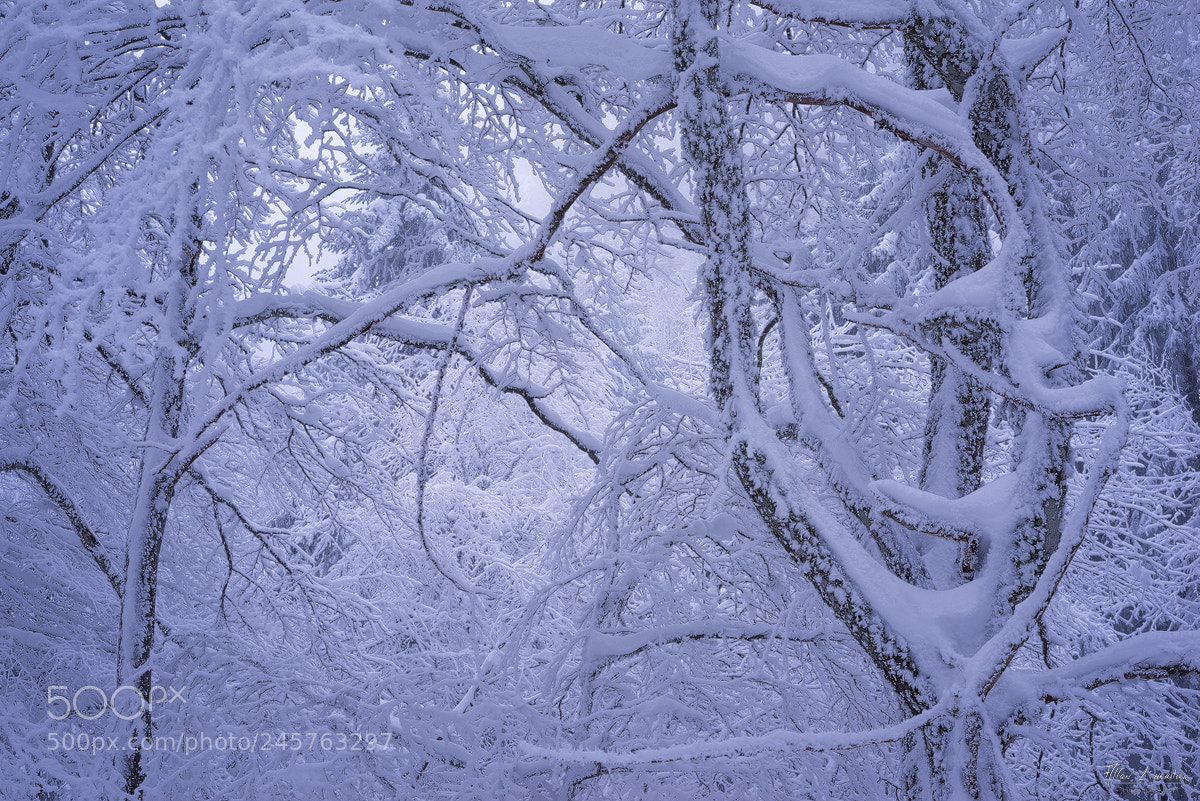 Sony a7R sample photo. Frozen tentacles photography