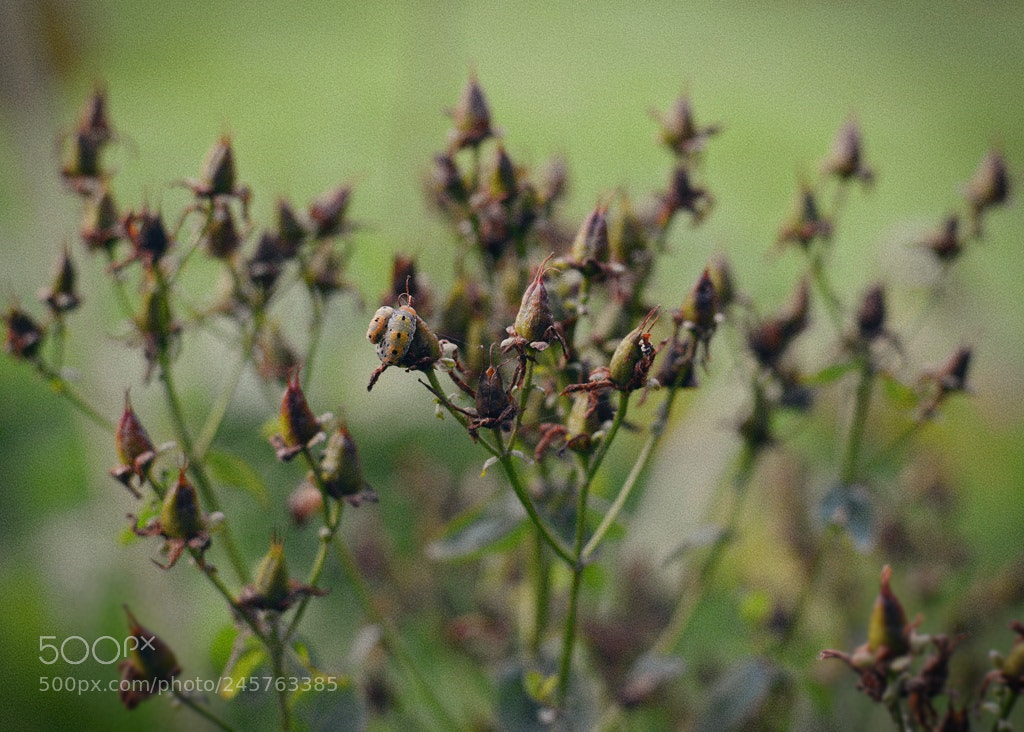 Nikon D3200 + Nikon AF-S DX Nikkor 35mm F1.8G sample photo. *** photography
