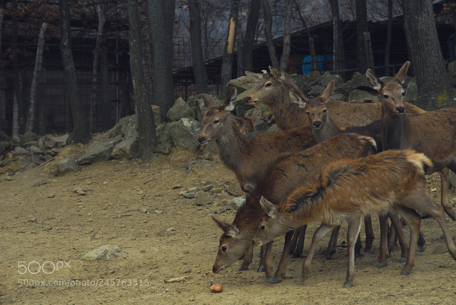 Nikon D200 sample photo. Friendly like a deer. photography