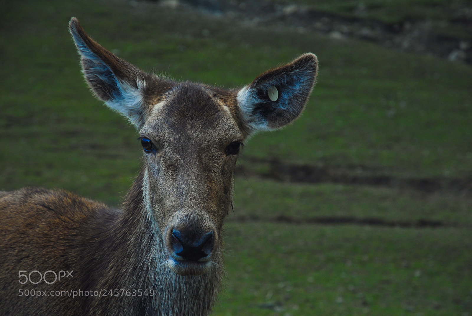 Nikon D200 sample photo. Friendly like a deer. photography
