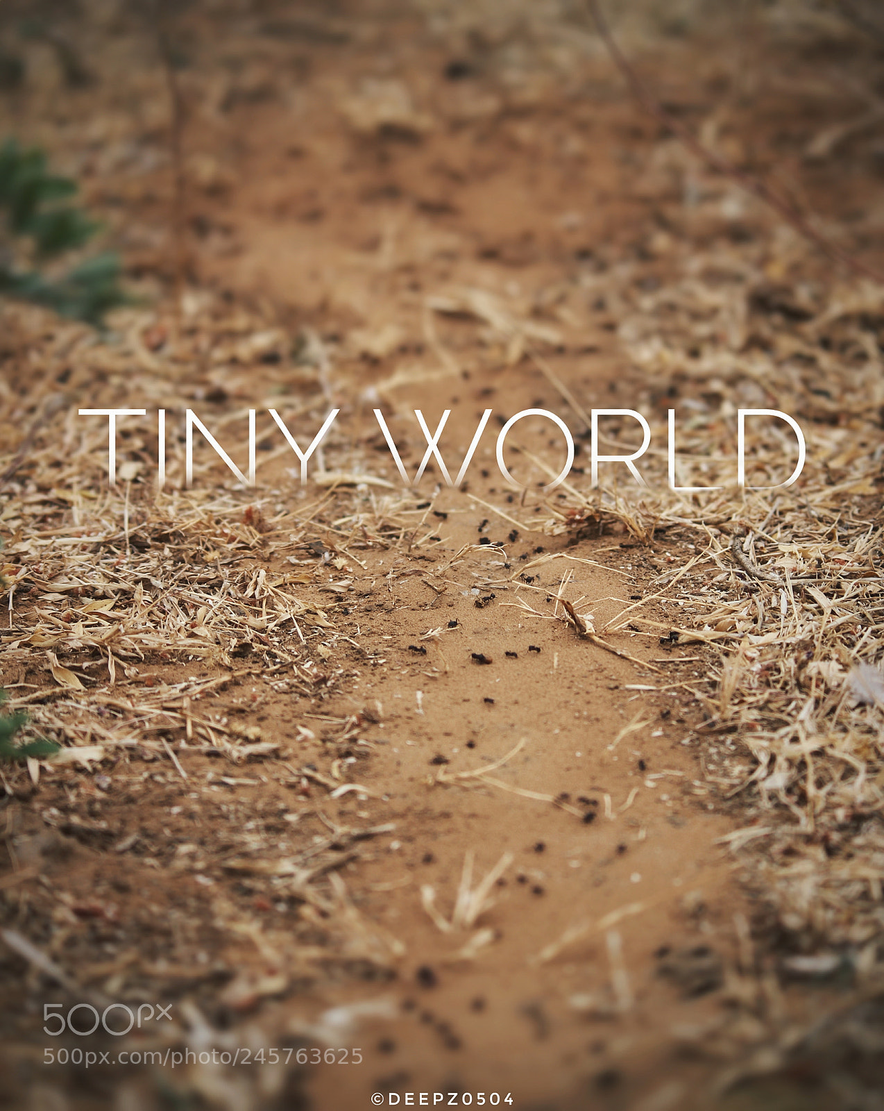Canon EOS 700D (EOS Rebel T5i / EOS Kiss X7i) sample photo. Tiny world photography