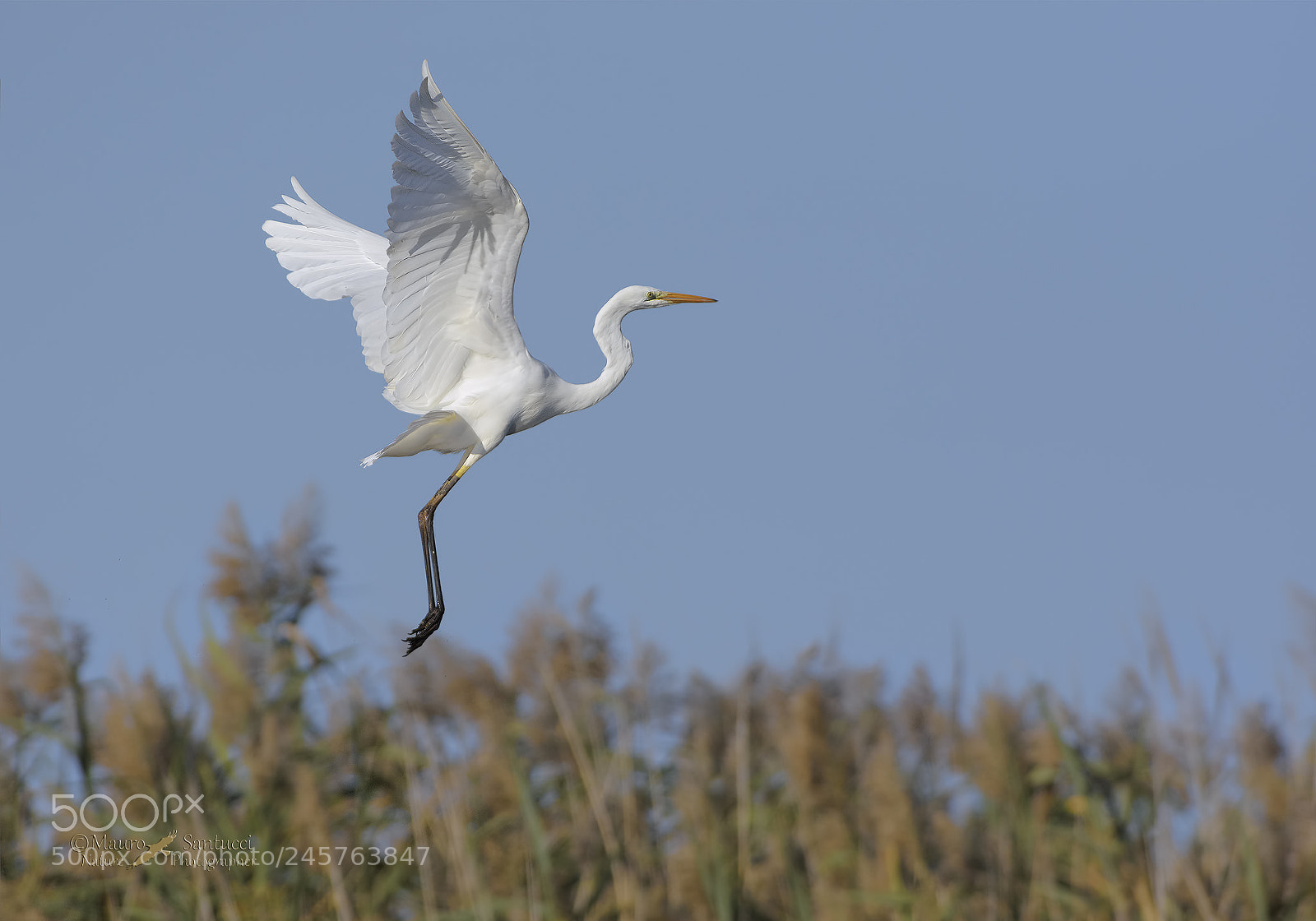 Nikon D7200 sample photo. Airone bianco maggiore in photography