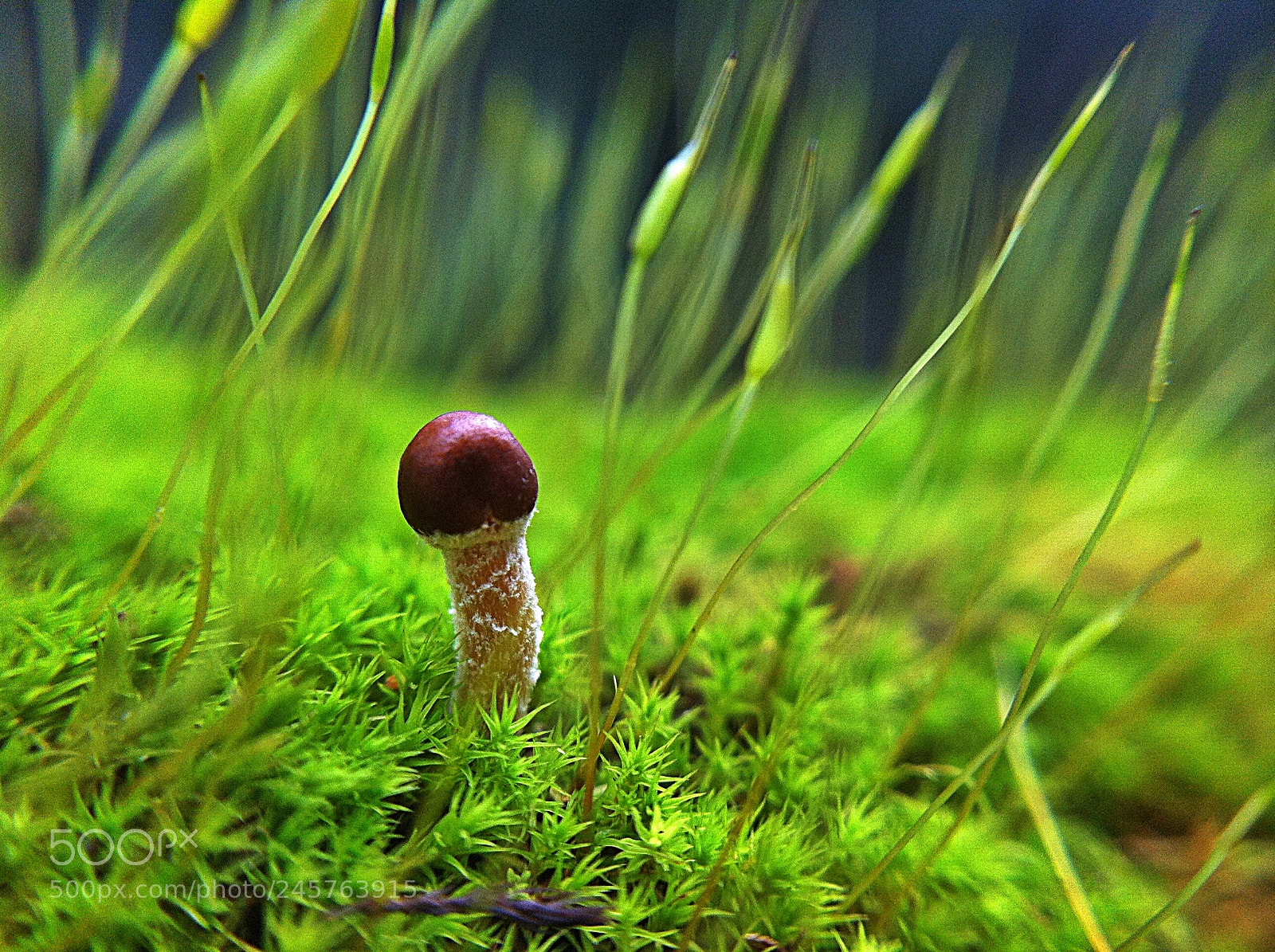 Apple iPhone 4 sample photo. Mini mushroom photography