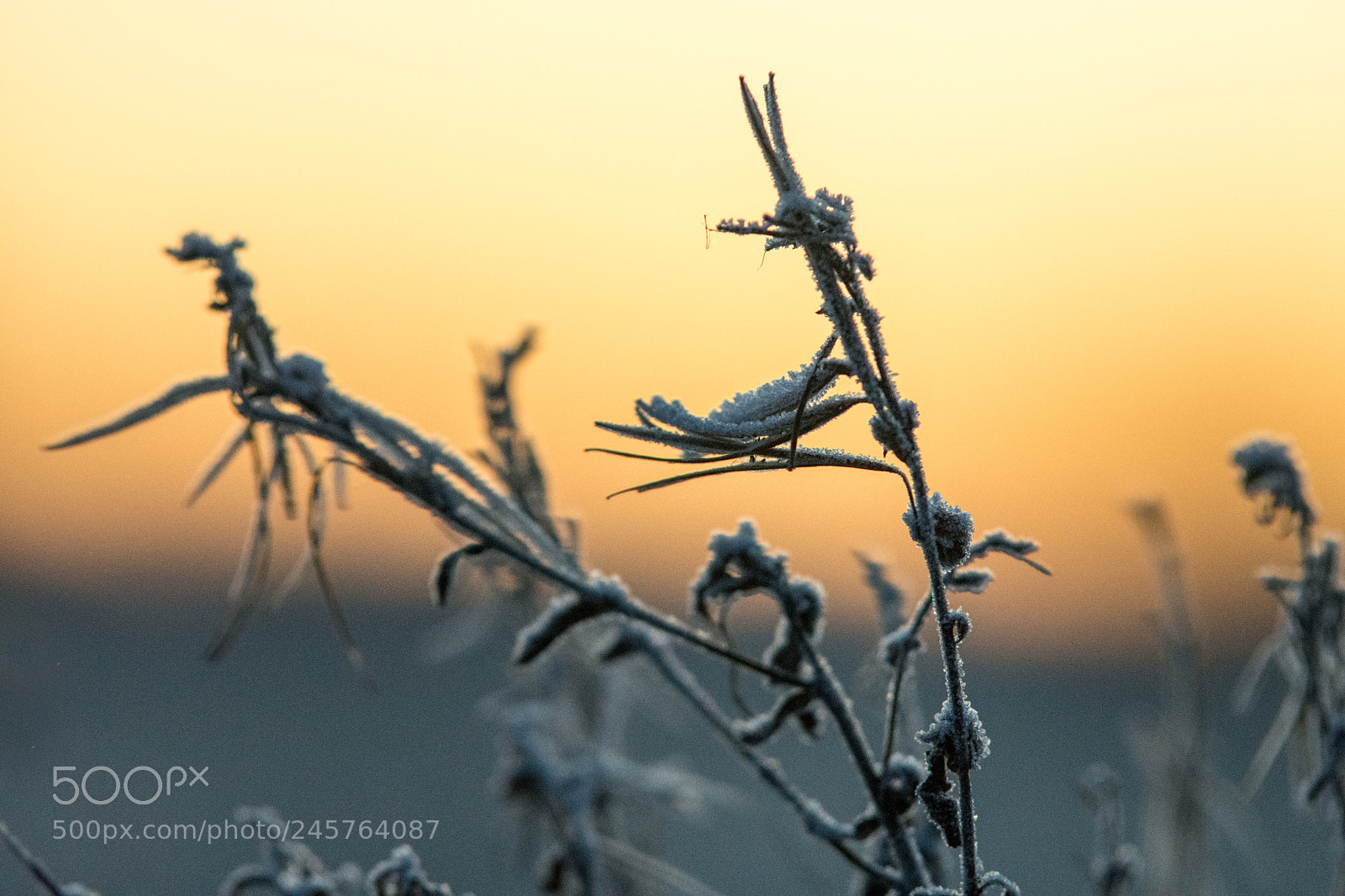 Nikon D7200 sample photo. Winterlicht photography