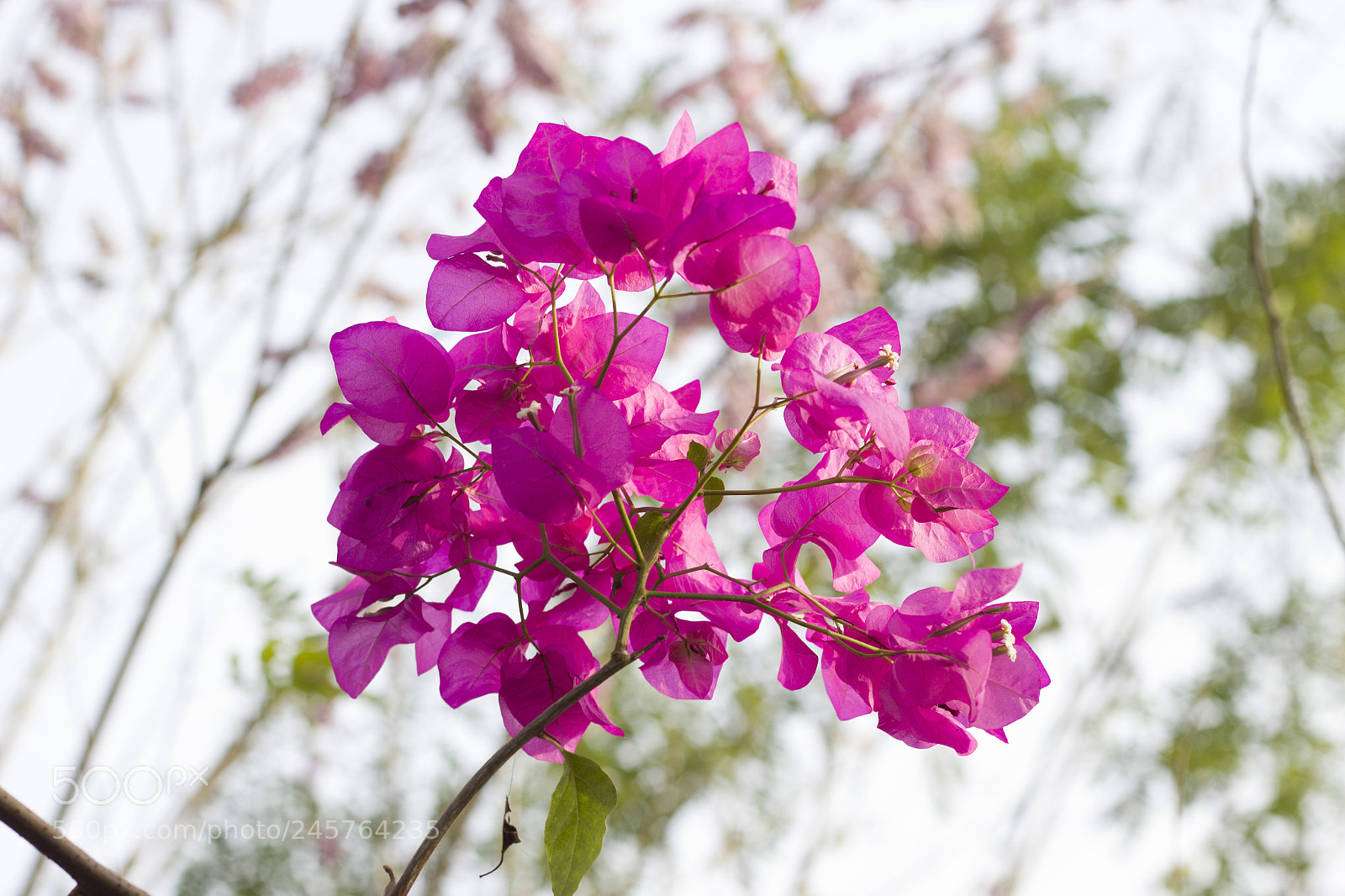 Canon EOS 600D (Rebel EOS T3i / EOS Kiss X5) sample photo. Bougainvillea photography