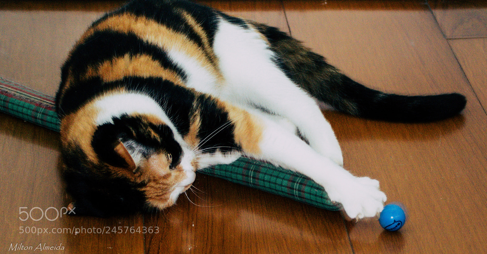 Nikon D3200 sample photo. Blue ball photography