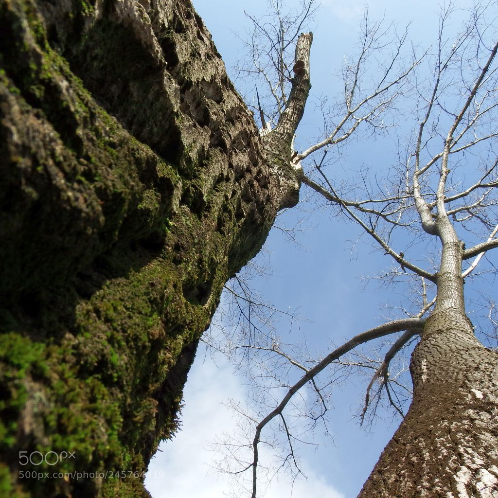 Fujifilm FinePix S1 sample photo. Untitled photography