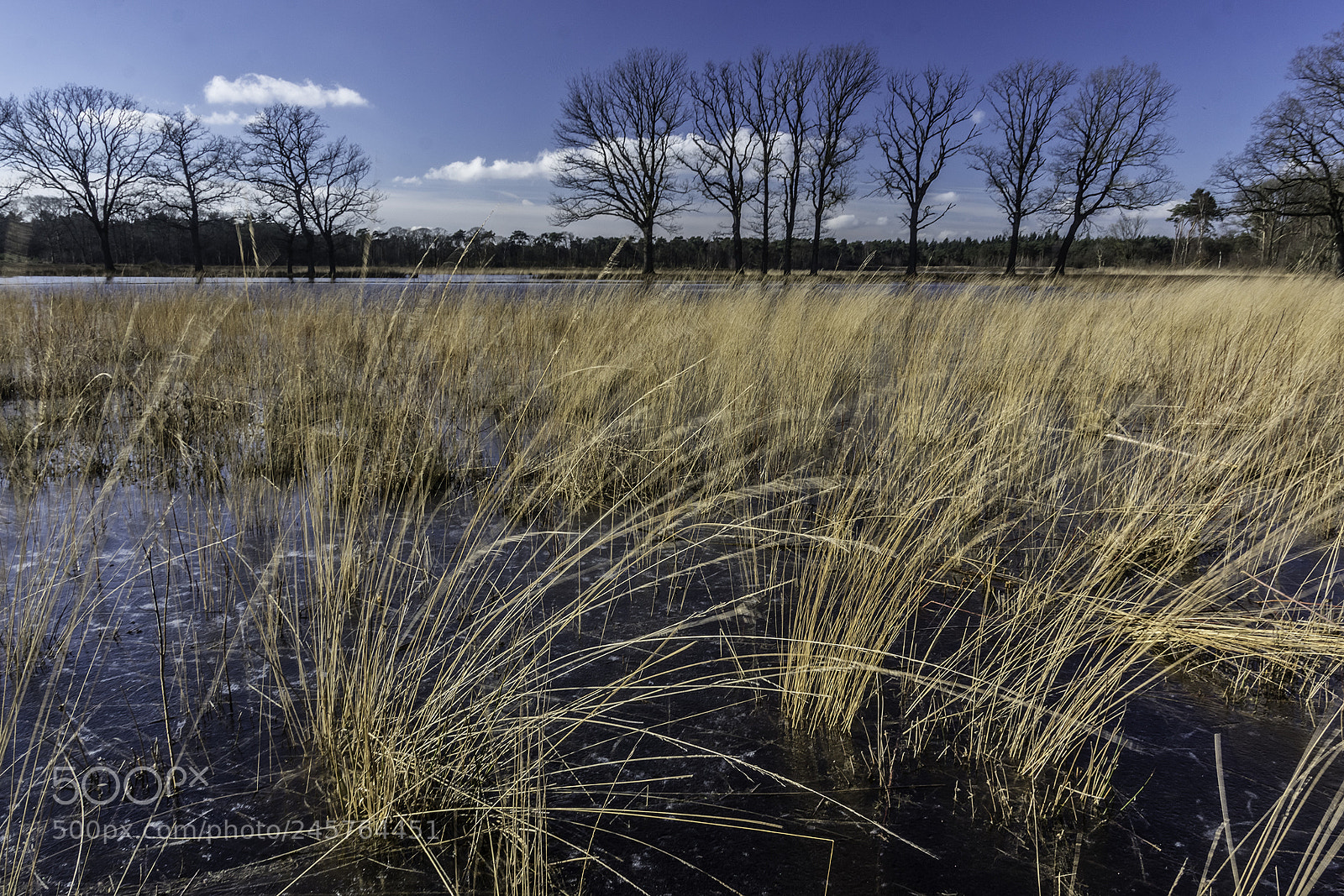 Sony SLT-A65 (SLT-A65V) sample photo. Mastbos breda photography
