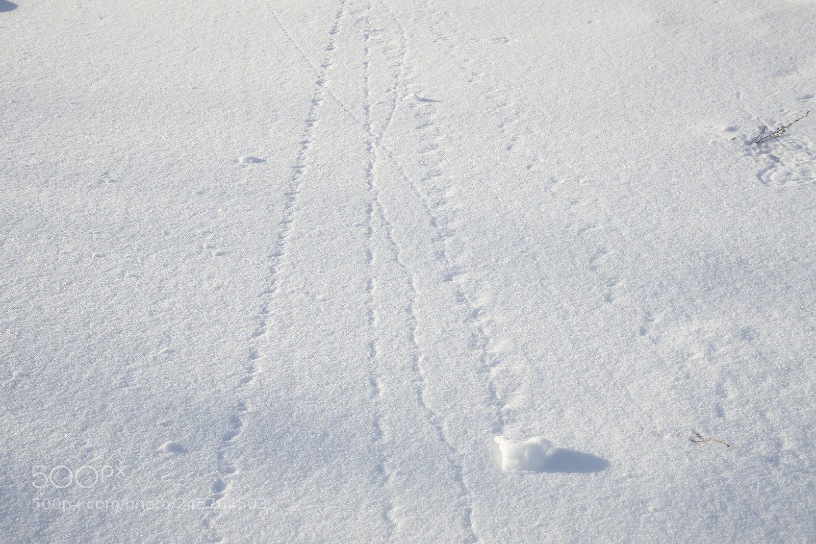 Sony ILCA-77M2 sample photo. Sailing snows photography
