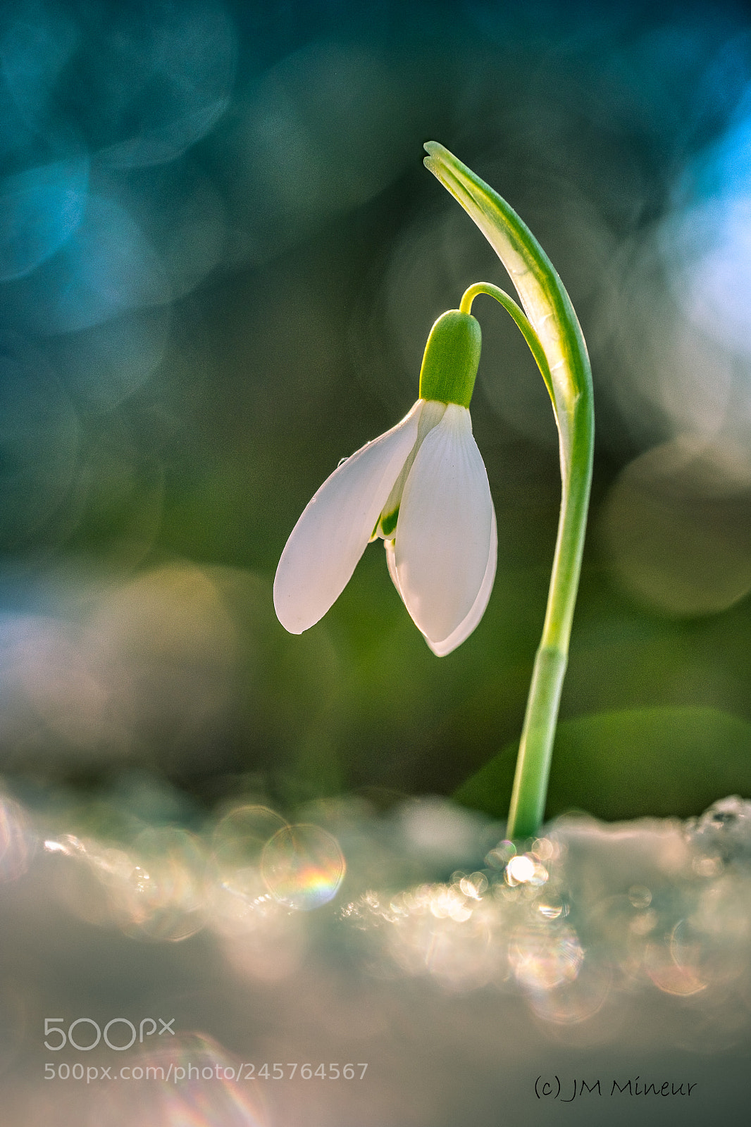 Fujifilm X-T2 sample photo. Perce neige photography