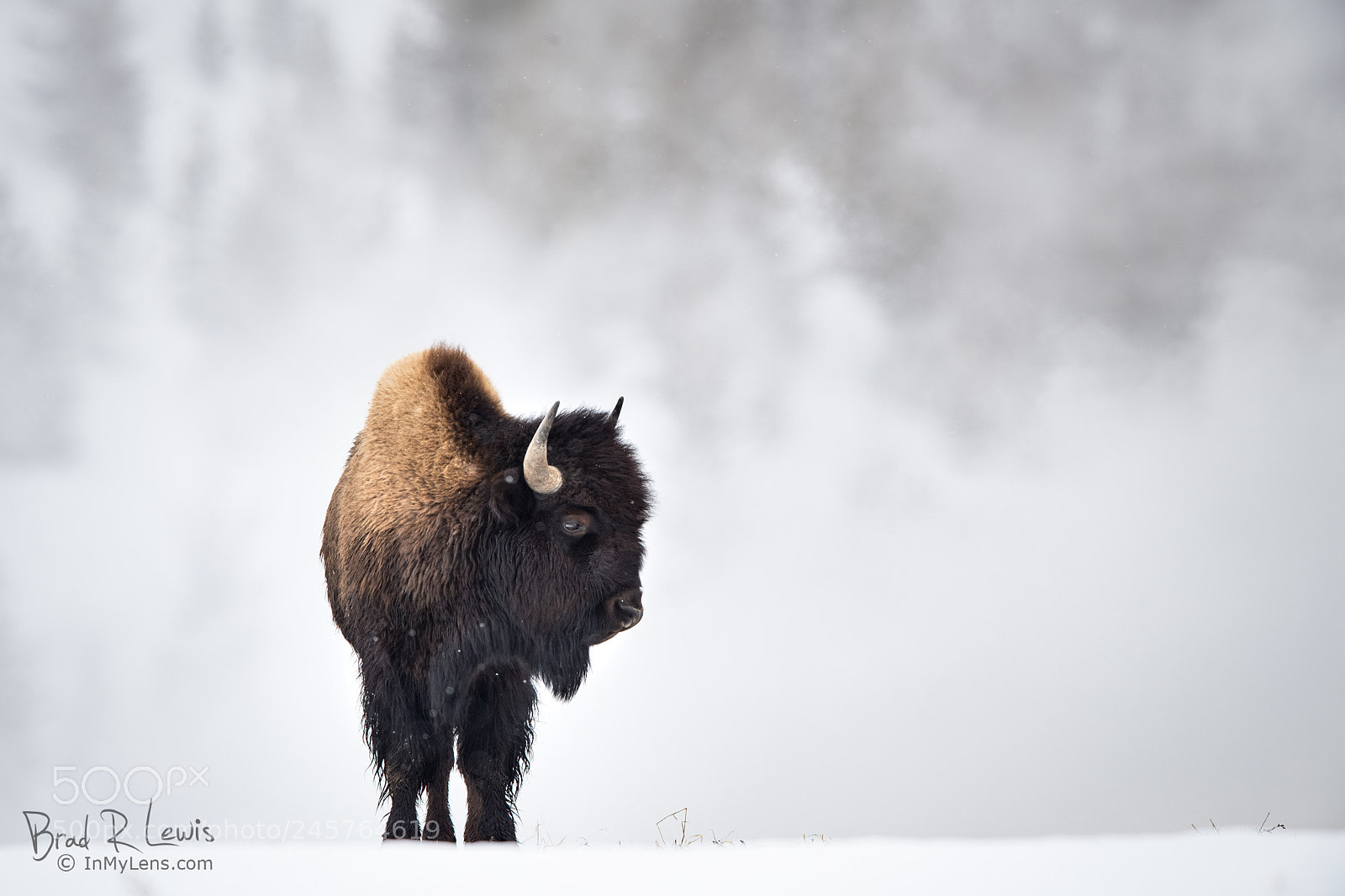 Nikon D5 sample photo. American bison - enjoying photography