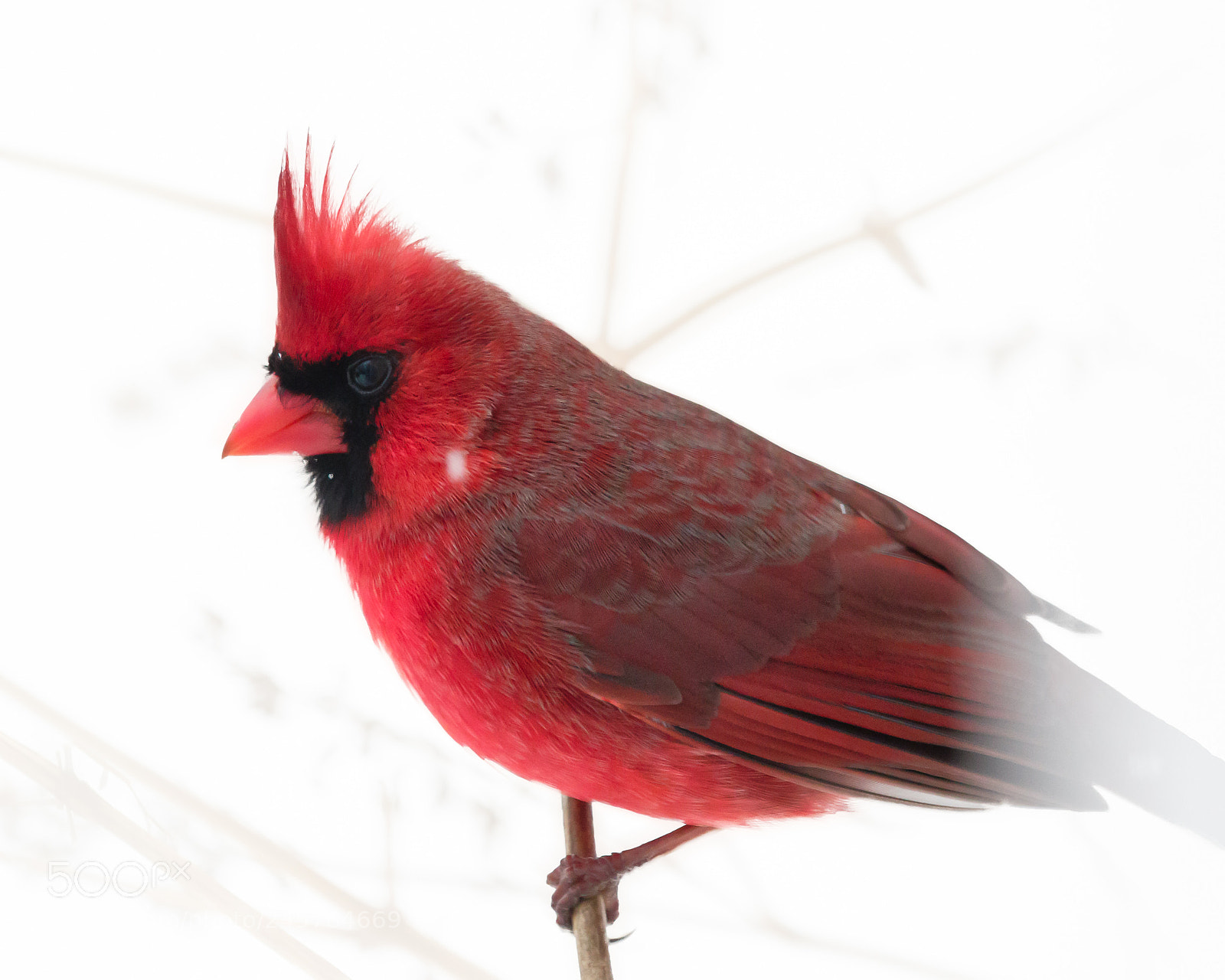 Canon EOS 7D Mark II sample photo. Male northern cardinal photography