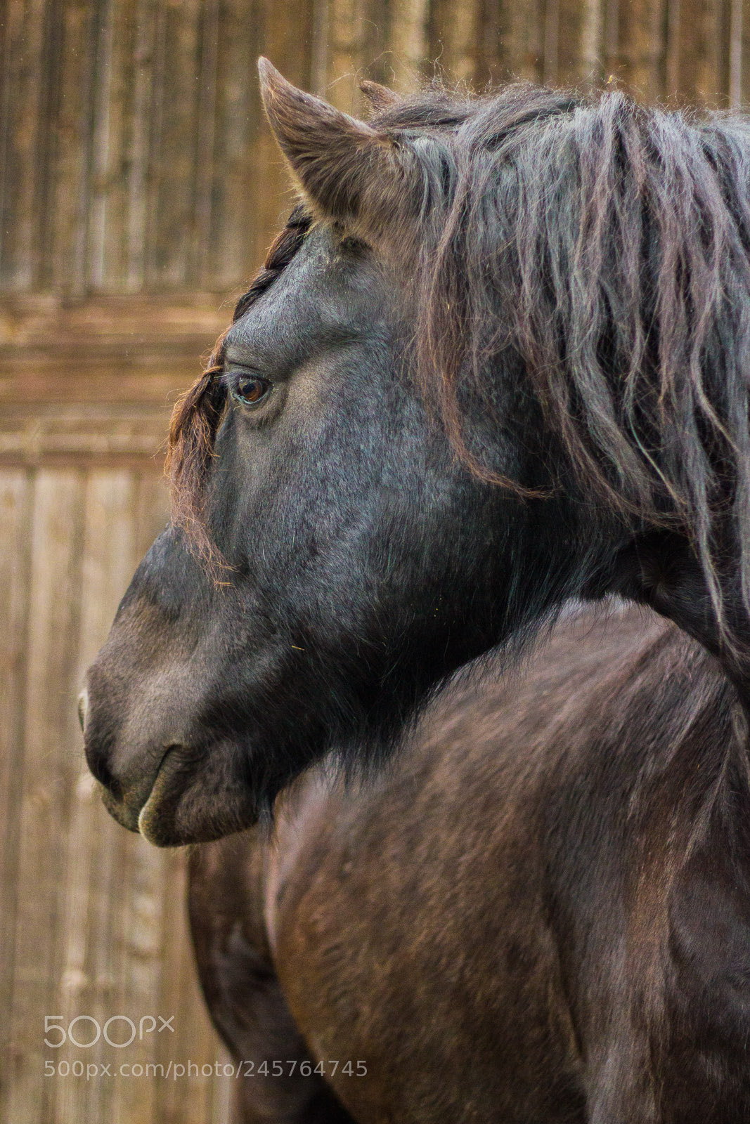 Canon EOS 550D (EOS Rebel T2i / EOS Kiss X4) sample photo. Dreaming moses photography