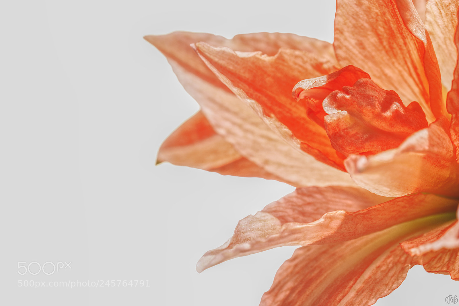 Canon EOS 750D (EOS Rebel T6i / EOS Kiss X8i) sample photo. Amaryllis photography
