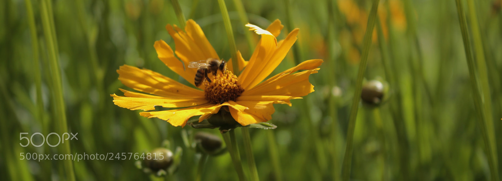 Canon EOS 60D sample photo. Yellow love photography