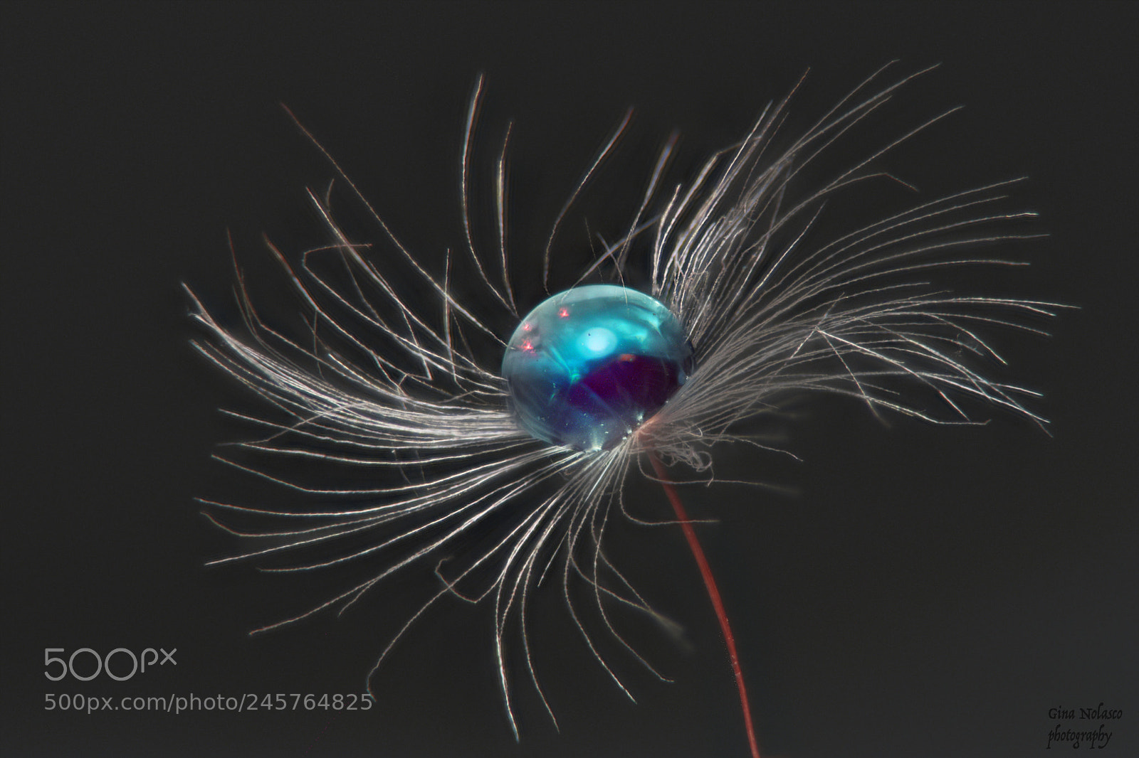 Nikon D5500 sample photo. The blue droplet photography