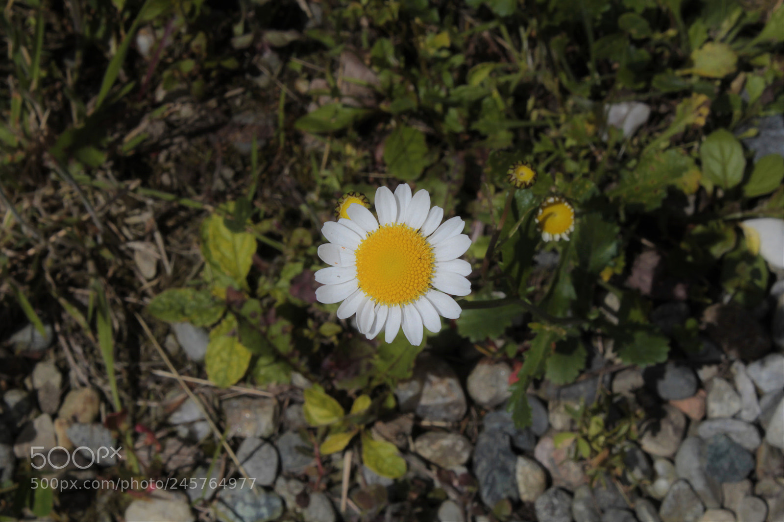 Canon EOS 60D sample photo. Margherita photography