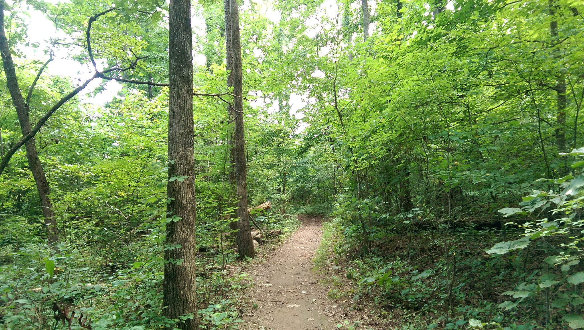 HTC ONE M8 sample photo. A hike in tennessee photography