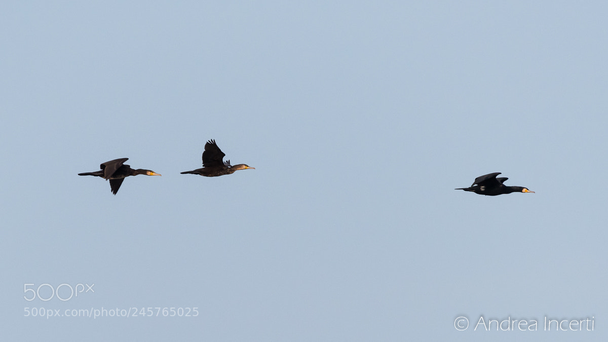 Nikon D810 sample photo. Great cormorant (phalacrocorax carbo) photography
