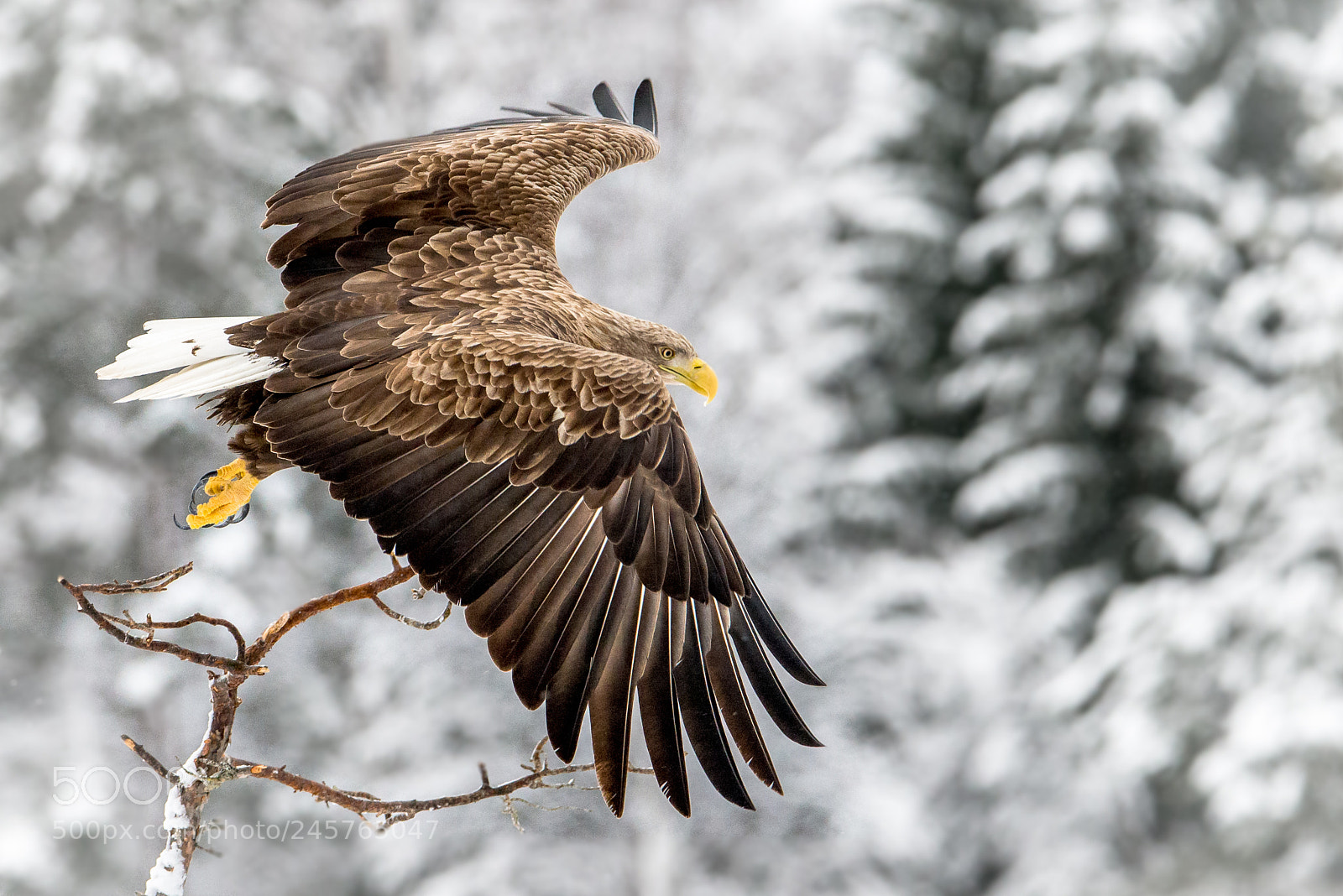 Nikon D610 sample photo. Eagle photography