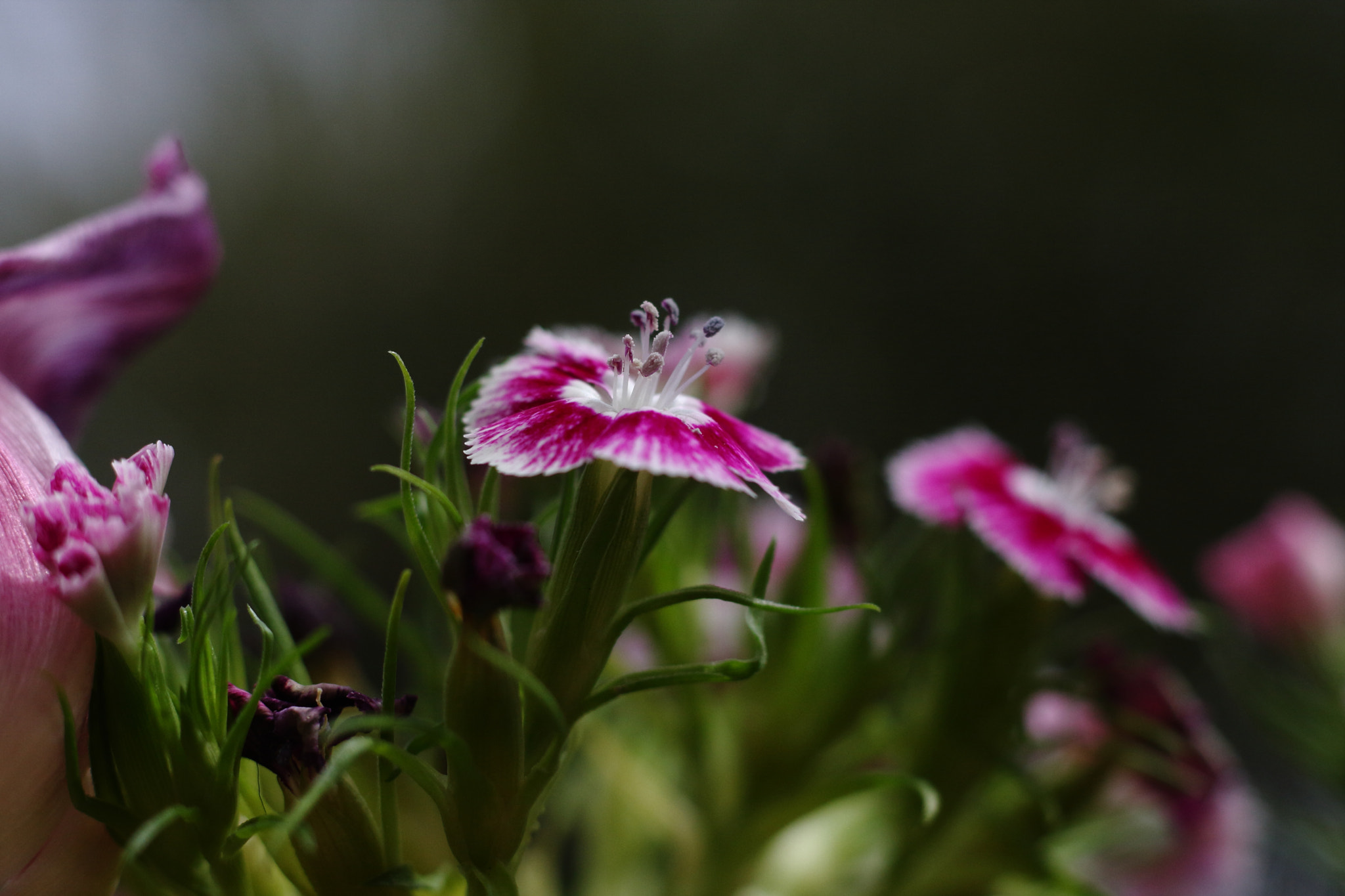 Canon EOS 40D + Canon EF 50mm F1.8 STM sample photo. Bouquet photography