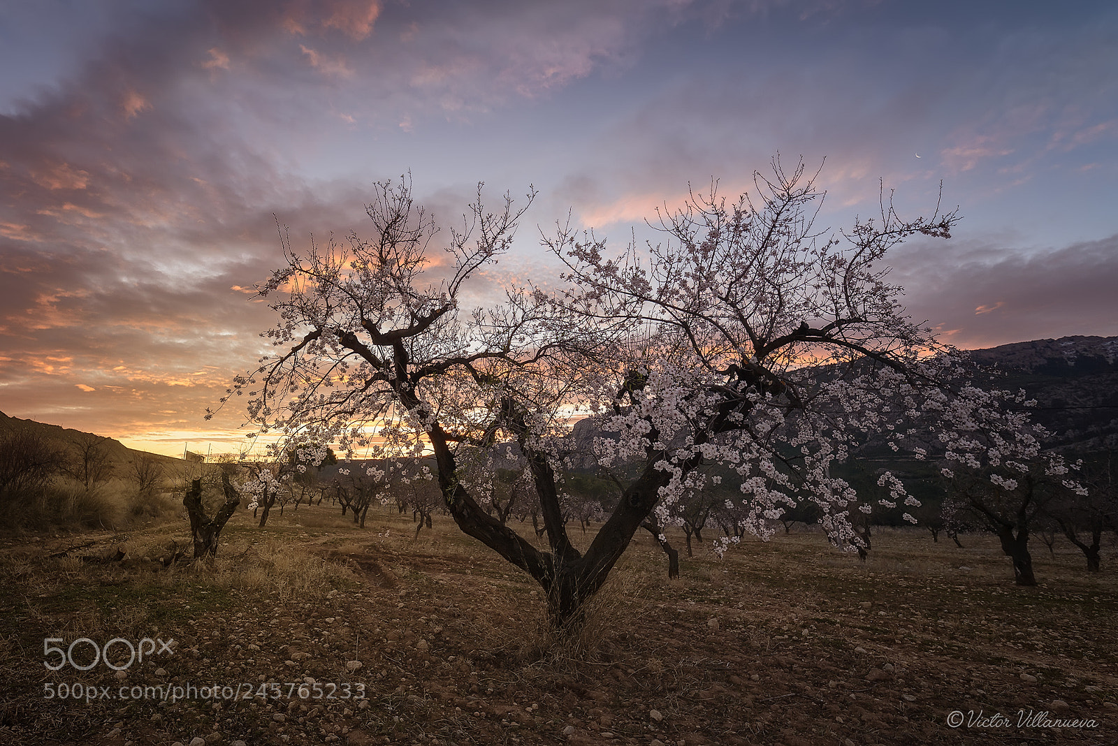 Nikon D610 sample photo. Almendro en flor photography